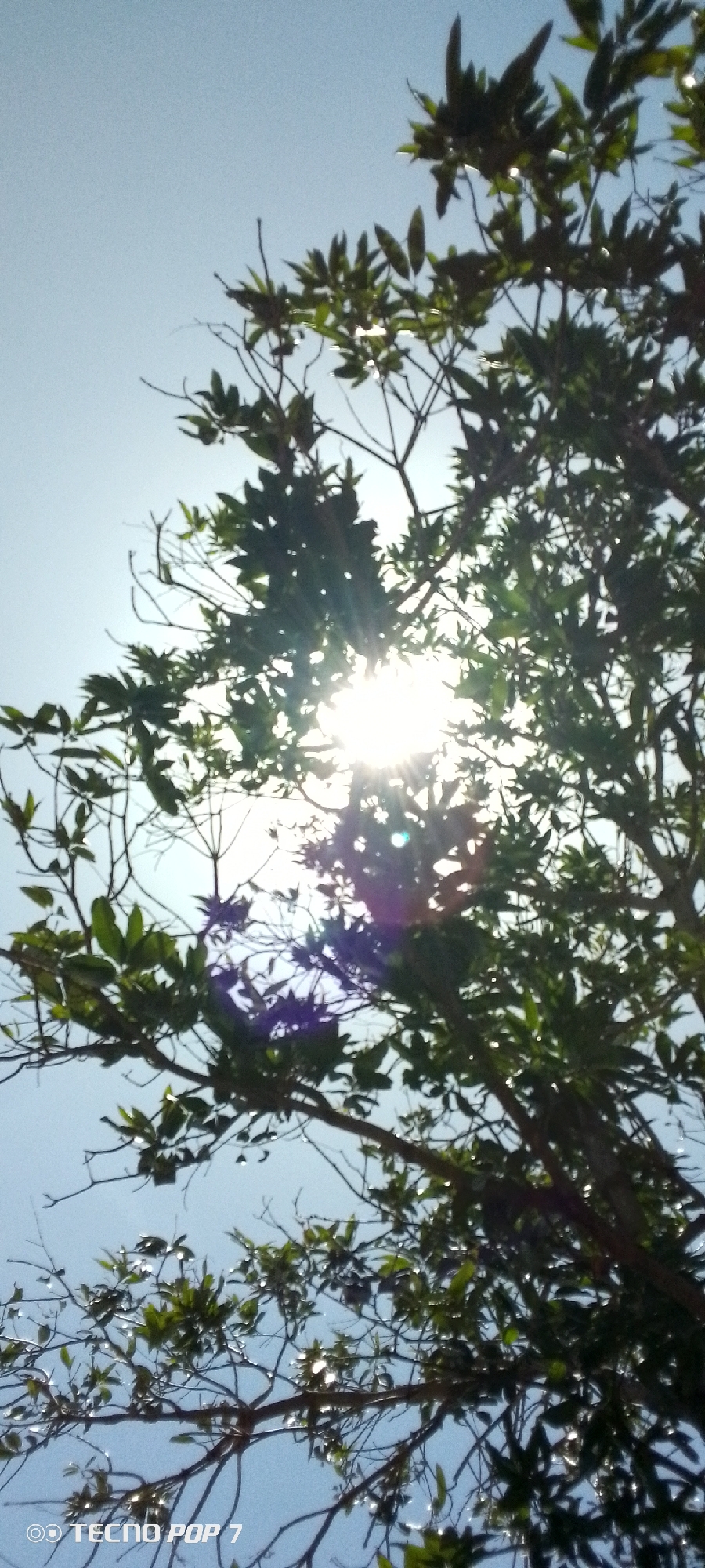 The image shows a view looking up through the branches and leaves of a tree towards a bright sun in a blue sky. The leaves are green and appear to be blocking some of the sunlight, creating a dappled effect. The image was taken in Altagracia, Venezuela, as indicated by the EXIF data. The camera model is TECNO POP 7.