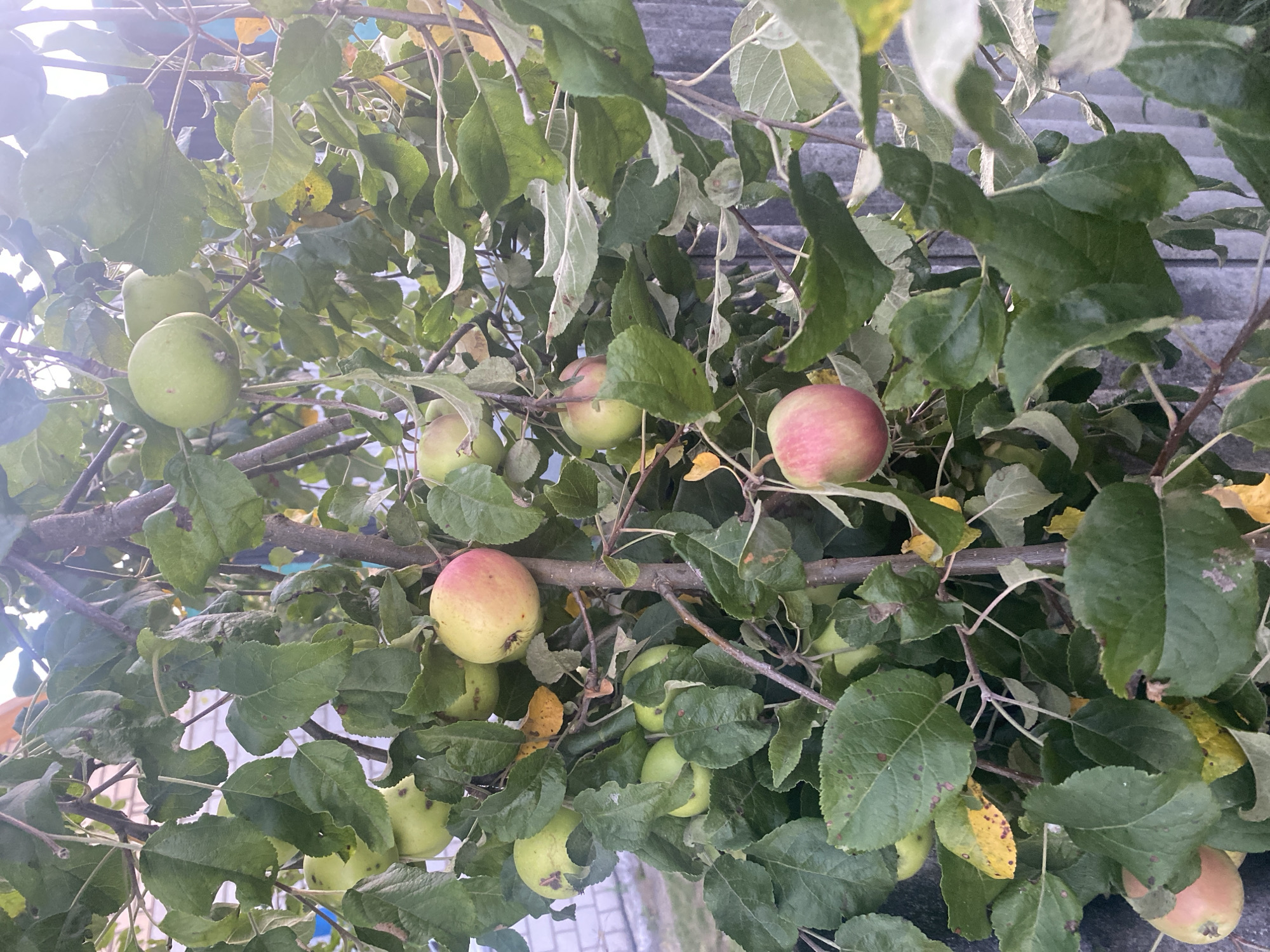 The image shows an apple tree with several ripe apples, some green and some with red blush, hanging from its branches. The tree is laden with green leaves, some of which are showing signs of autumn with yellowing and brown spots. The background includes a blurred view of a brick structure on the left and a grey, corrugated fence on the right. The lighting suggests it is daytime, possibly late afternoon. The scene depicts a domestic garden setting, consistent with a location in Krupki, Belarus. There are no people or animals visible in the image.