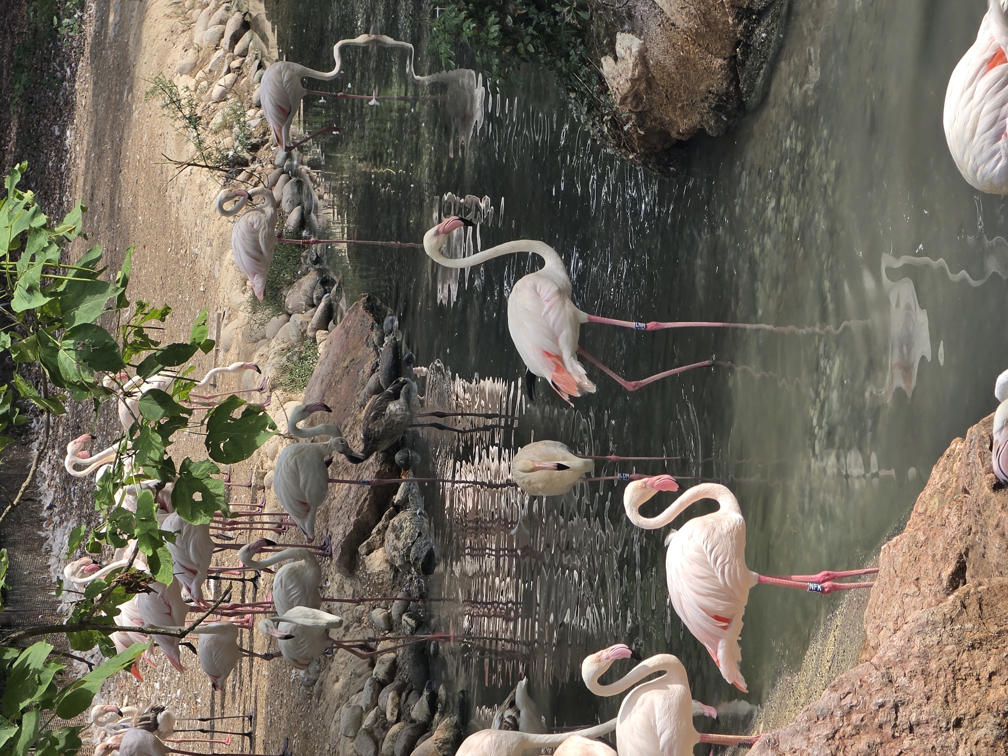 The image depicts a flock of flamingos in an outdoor enclosure, likely a zoo or wildlife park. Several flamingos are standing in shallow water, while others are on the rocky shore. Some flamingos are preening, while others are wading or drinking. The environment is characterized by a naturalistic setting with rocks, vegetation, and a body of water. The lighting suggests it is daytime. Without further information, it is not possible to determine the specific location within the city of Bussolengo, Italy.