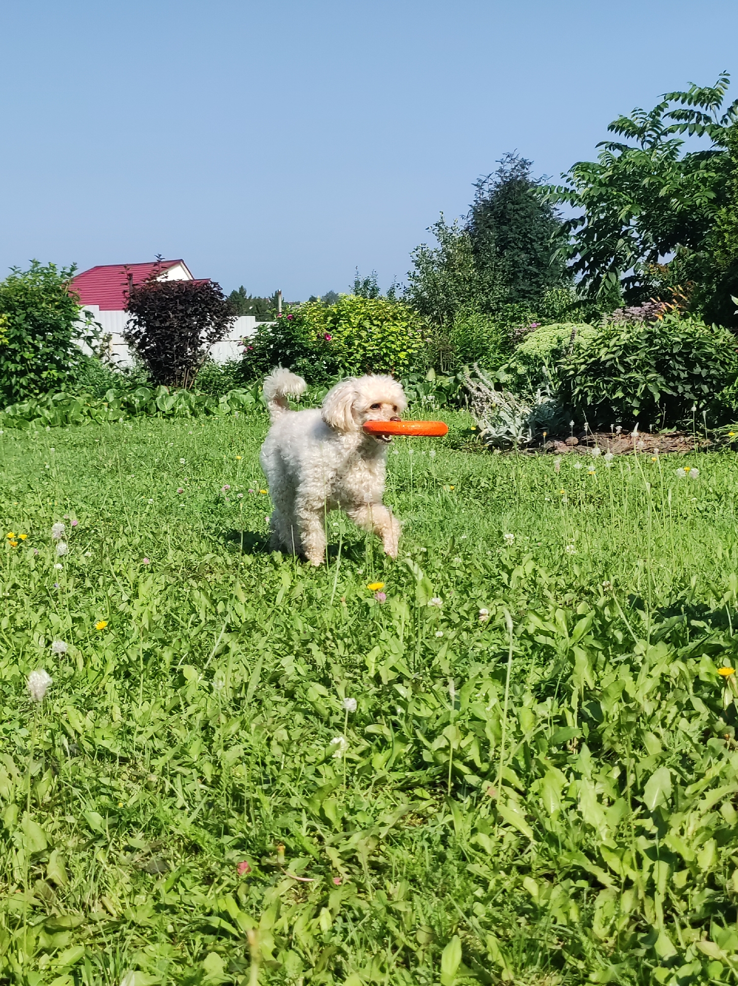 A white, curly-haired poodle is in a grassy yard, holding an orange frisbee in its mouth. The poodle is facing the viewer and walking towards the right side of the frame. Behind the poodle, a white fence separates the yard from a patch of dark, leafy bushes and a house with a red roof. The background is filled with lush green foliage, trees, and a clear blue sky. The image appears to be taken in a suburban or rural setting, possibly the city of Fokino, Russia, given the presence of traditional Russian dachas or country homes.