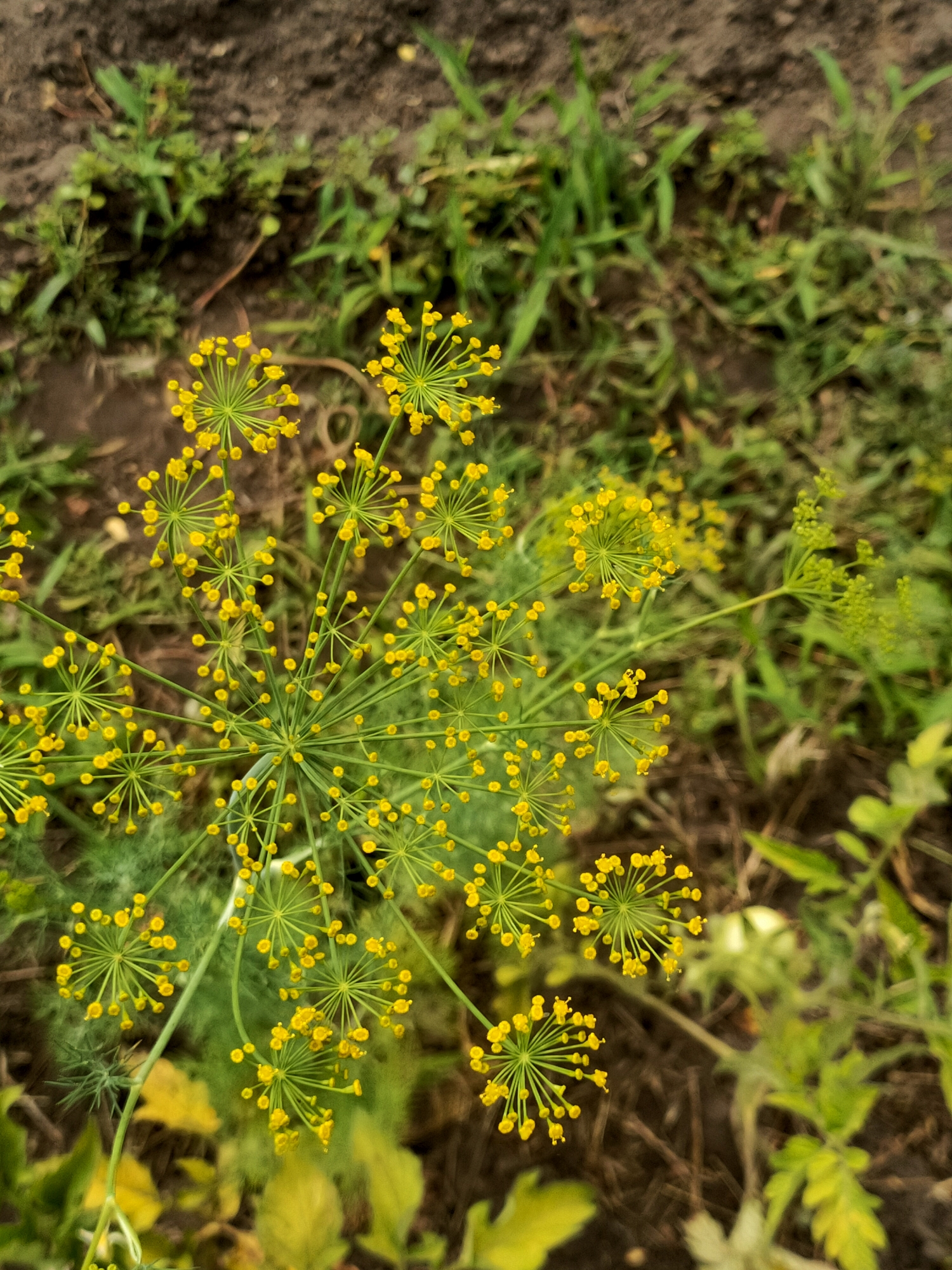 A close-up, high-angle shot captures a cluster of bright yellow dill flowers, their delicate umbels radiating outwards. The flowers are in focus against a blurred background of dark soil and green foliage. This scene is located in the city of Kremenchuk, Ukraine. No people or animals are present. The overall impression is one of nature's intricate beauty in an outdoor setting.