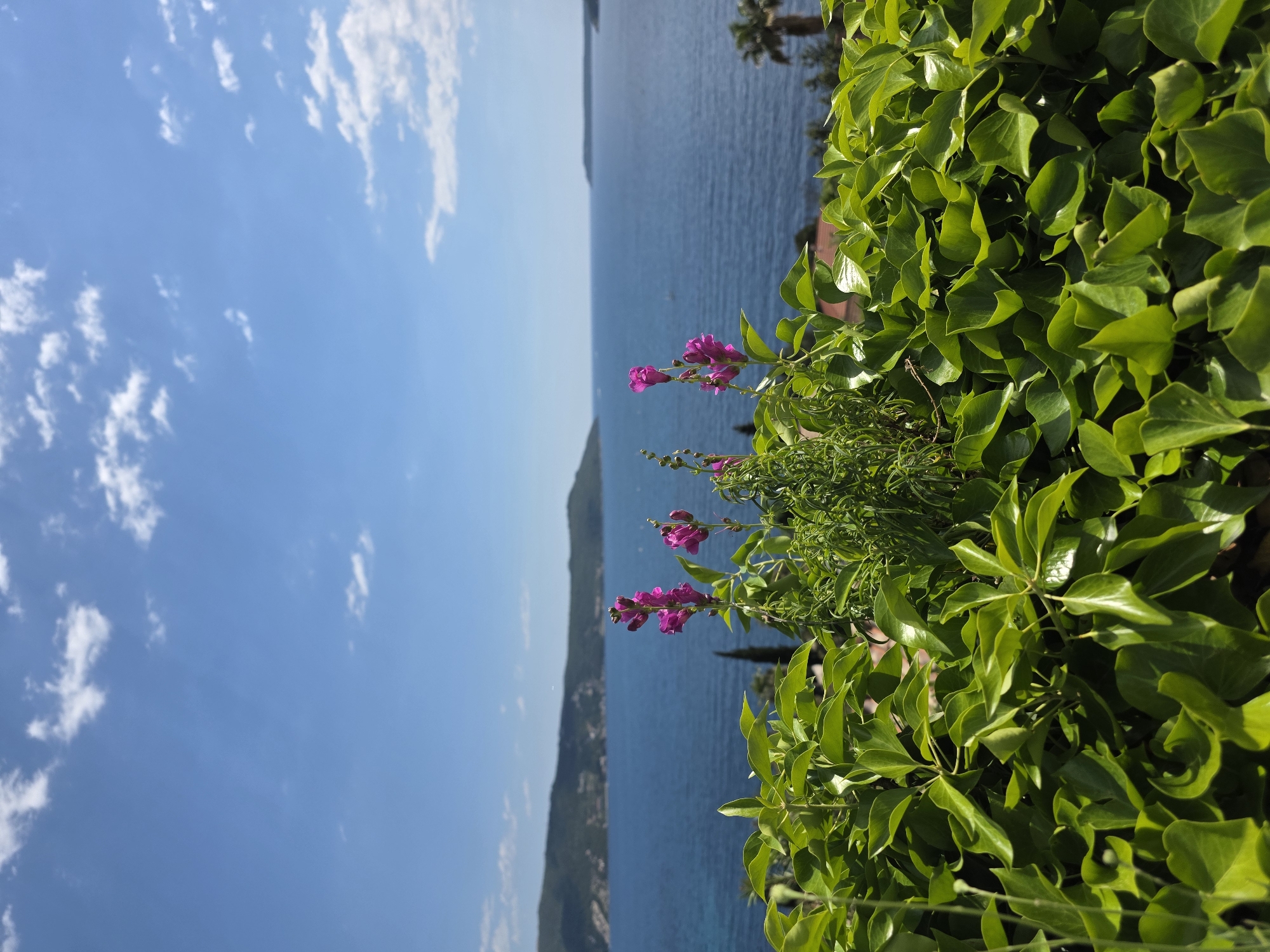 The image depicts a scene from Herceg Novi, Montenegro. The view includes a bright blue sky with scattered white clouds, a body of water, possibly the Adriatic Sea or a bay, with distant mountains or landmasses visible across the water. The foreground is dominated by lush green foliage with bright pink flowers, likely growing on a ledge or in a planter. The photo is taken at an angle where the sky is on the left and the water is on the right. There are no visible people or animals in the image. The environment is sunny and clear.