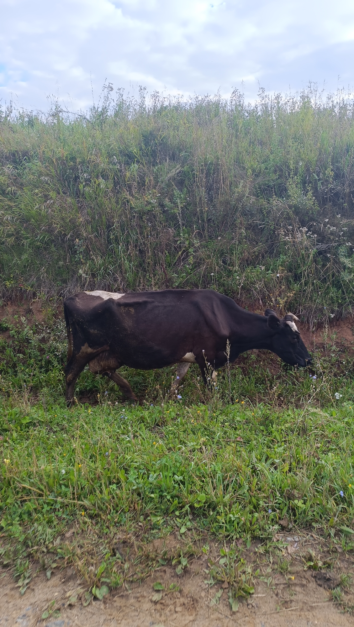 A black and white cow is grazing in a grassy field. The cow is facing to the right of the frame and is partially obscured by tall grass and vegetation. The background consists of a dense green hillside with trees at the top, under a cloudy sky. The ground in the foreground appears to be a dirt path with some scattered vegetation. The image was taken in the city of Karsha, Russia.