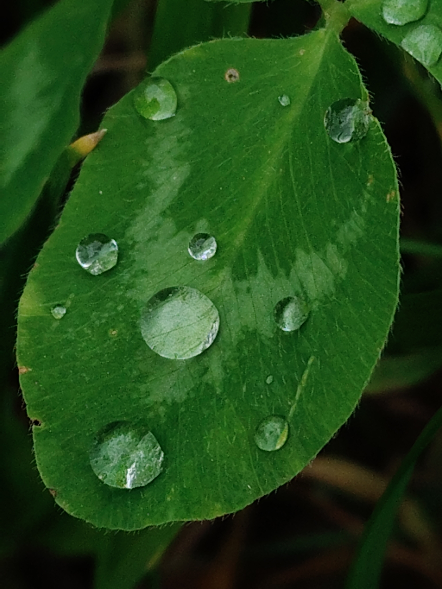 A close-up photograph reveals a single green leaf, possibly clover, adorned with multiple water droplets of varying sizes. The largest droplet is situated near the center of the leaf, while smaller droplets are scattered across the surface and near the edges. The leaf exhibits a slightly irregular shape and fine hairs along its perimeter. The background is blurred, indicating a shallow depth of field, and includes glimpses of other green foliage. The location and city are unknown.