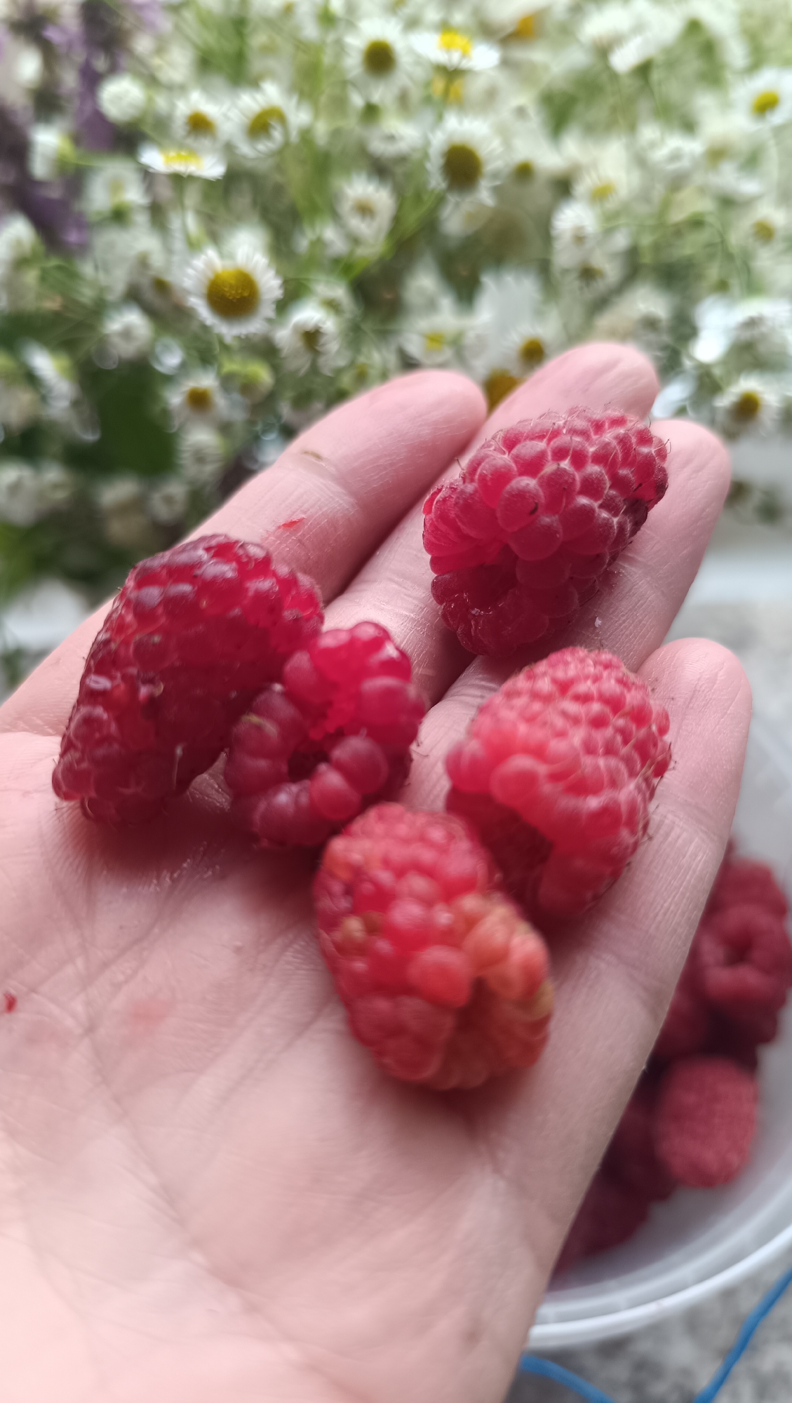 A close-up, eye-level shot shows a person's left hand holding several ripe raspberries. The hand is open, palm up, and the fingers are slightly curled. Five raspberries are visible on the palm, with one larger raspberry prominently placed on the left side of the palm. The raspberries are a deep red color and appear plump and slightly fuzzy. In the blurred background, a bouquet of small white flowers with yellow centers is visible, along with some green foliage. The overall scene suggests an outdoor setting, possibly a garden or a rural area, given the presence of fresh flowers and berries. The image quality is good, with the focus sharp on the raspberries. The lighting appears natural, with soft shadows. There is no indication of the location being Karsha, Russia.