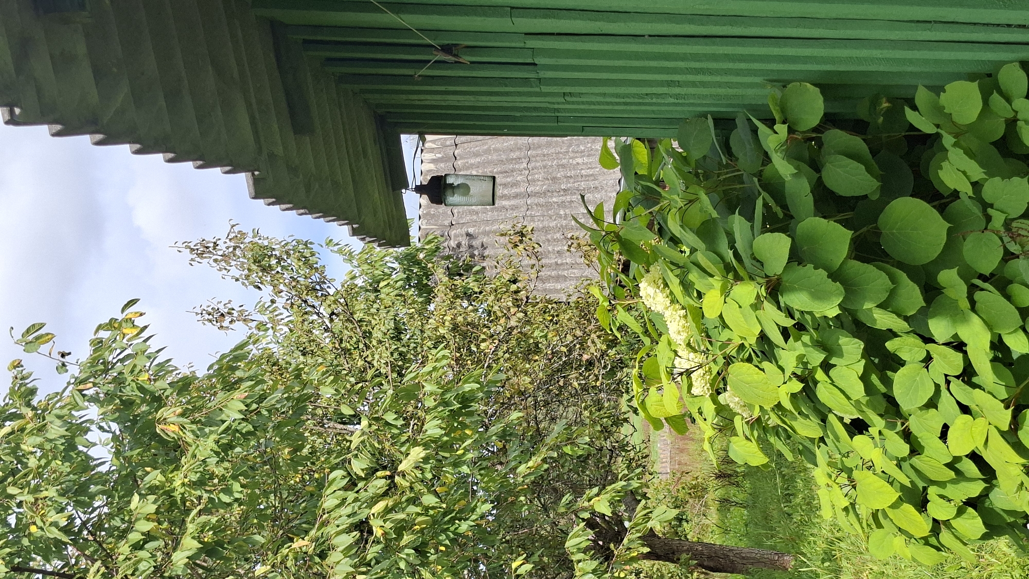 In the rural area of Сваткаўскі сельскі Савет, Belarus, a green wooden outbuilding stands adjacent to lush green foliage. The outbuilding's roof is corrugated and angled, with a vintage glass lantern hanging from beneath it. The outbuilding's side is painted a bright green and features vertical planks. In front of the outbuilding, a large bush with broad green leaves and clusters of white flowers is prominent. To the left of the bush, a mature tree with green leaves and a visible trunk occupies the frame. The background consists of a gray, corrugated roof of another structure and a cloudy sky. Green grass covers the ground around the vegetation.