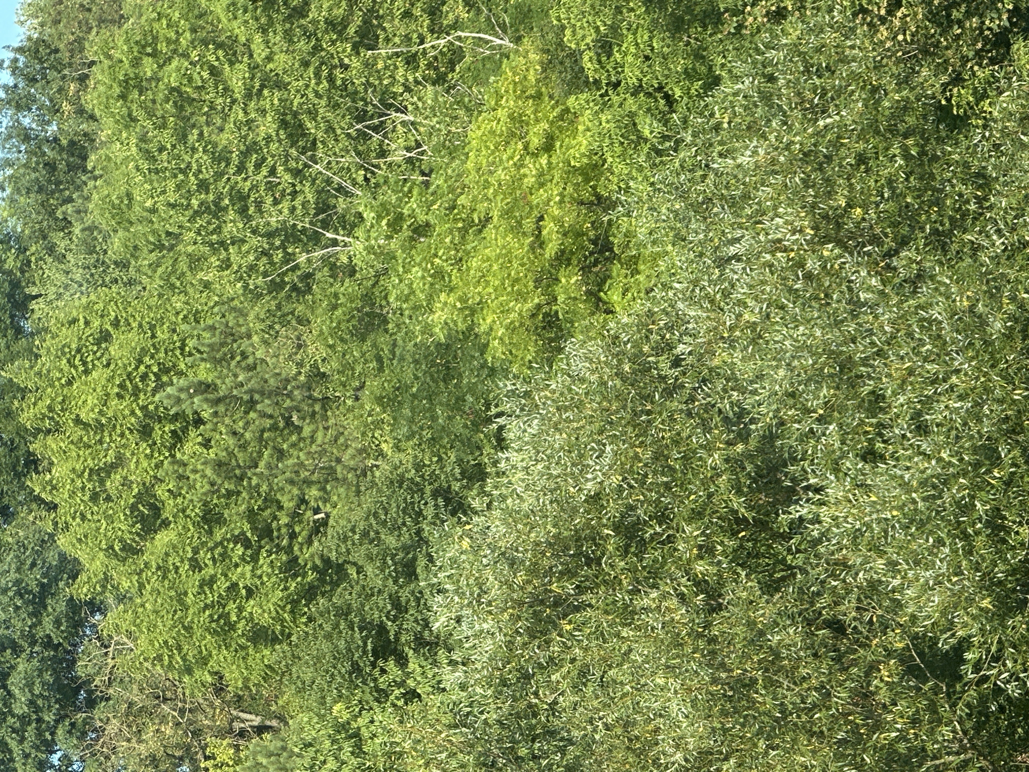 The image displays a dense canopy of green foliage, suggesting a natural or park-like setting. The trees are varied, with different leaf shapes and densities, creating a textured, layered effect. Some branches are visible, particularly on lighter-colored trees, extending through the leaves. The lighting suggests a bright, possibly sunny day, with variations in light and shadow throughout the foliage. There are no visible people, animals, or man-made structures. The scene is purely botanical. The location is stated to be Makiv, Ukraine.