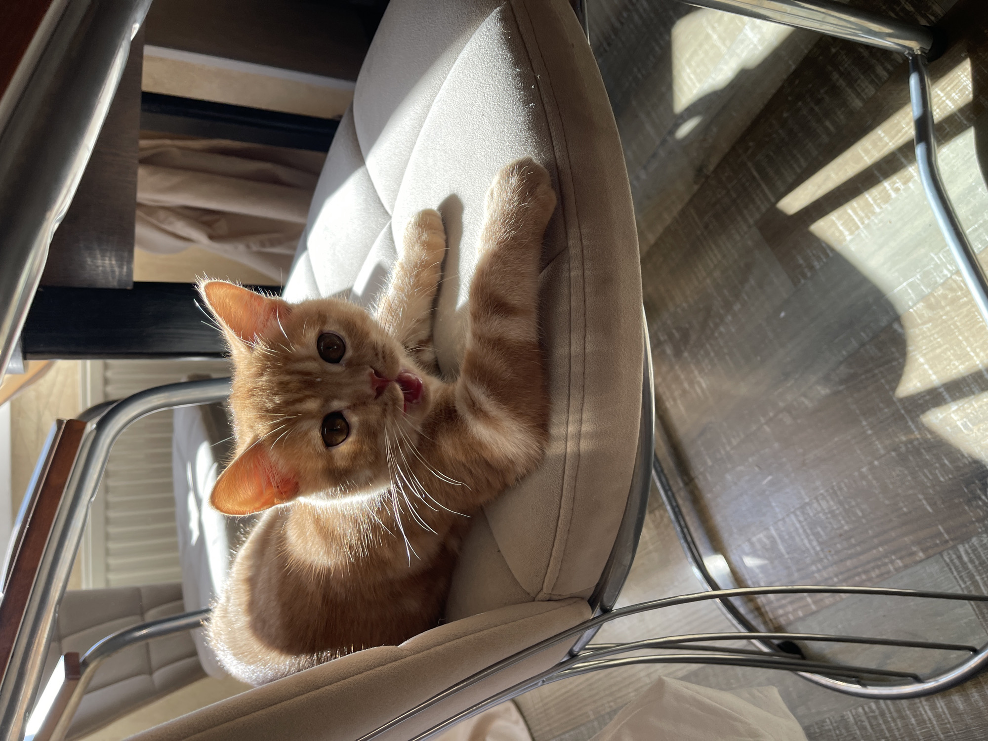 An orange tabby kitten is lying on a light-colored, padded chair. The kitten is facing the camera with its mouth slightly open, appearing to be meowing or panting. Sunlight is streaming in from the side, creating strong highlights and shadows on the kitten and the chair. The background is blurred, but shows a radiator and part of a wooden table. The floor beneath the chair appears to be wood-paneled. This scene is not located in Kommunarka, Russia.