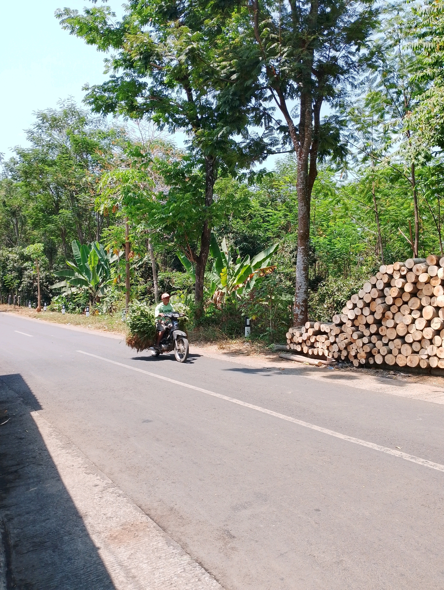 In Lumbang, Indonesia, a man wearing a light-colored shirt and a cap rides a motorcycle along a paved road. He is carrying a large bundle of greenery, likely fodder or plants, secured to the back of the motorcycle. The road is lined with lush trees and vegetation on both sides. To the right of the road, a substantial pile of cut logs, arranged in a roughly cylindrical fashion, is visible. The scene is bathed in bright sunlight, casting shadows on the road and the ground. The sky is clear and blue.