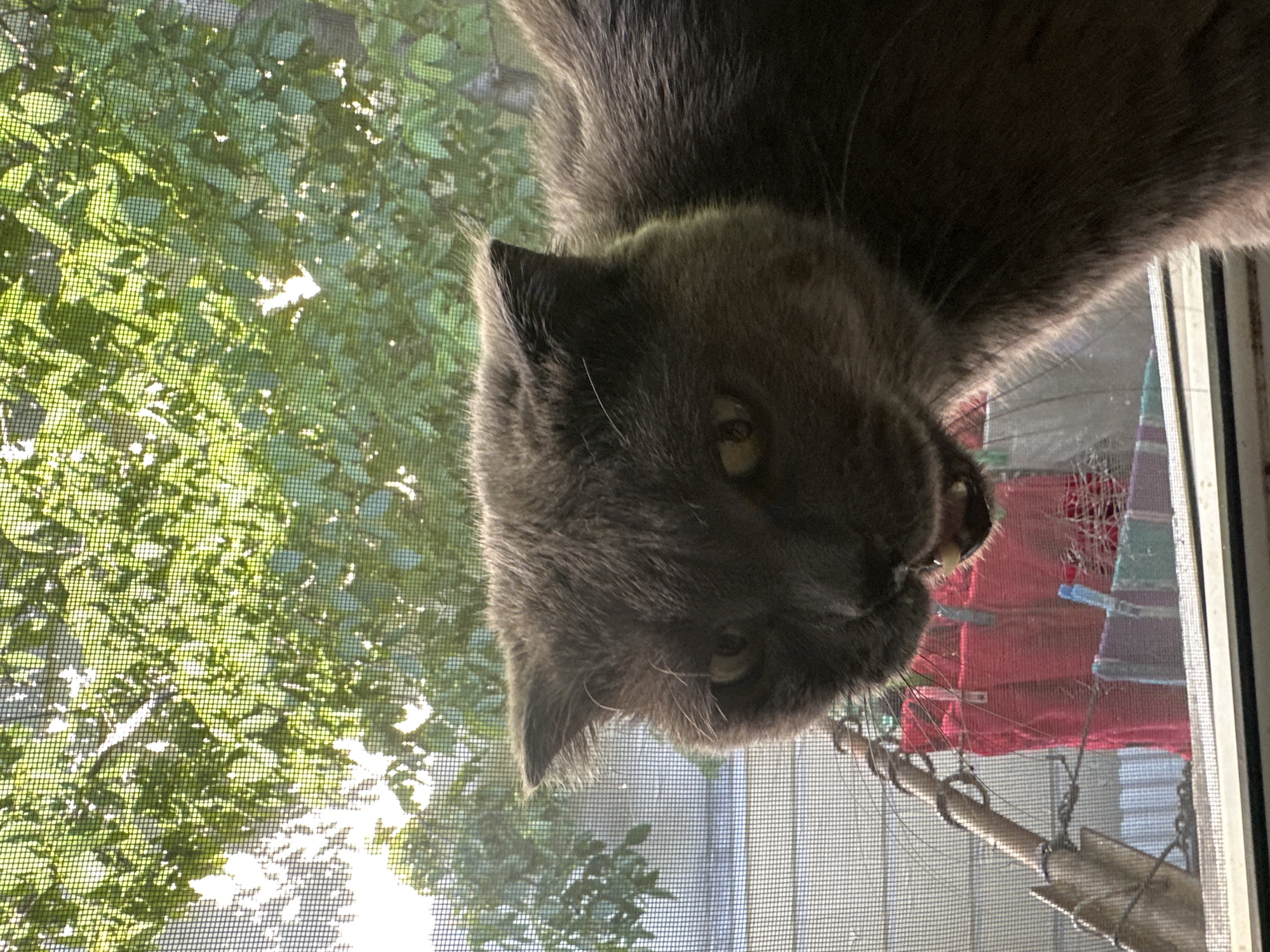 The image is a close-up, sideways shot of a grey cat peering through a window screen, with lush green foliage visible through the screen on the left. The cat is mostly out of focus, but its head and one paw are visible. The cat's fur is dark grey, and its eyes are a striking yellow. The cat's mouth is slightly open, revealing its teeth. Sunlight filters through the leaves, creating a dappled effect. In the background, a blurry red object, possibly a piece of clothing or a tarp, is visible, along with some metal chains and a wooden pole. The overall impression is one of a curious cat observing the outside world. The scene suggests a daytime setting, likely late afternoon or early evening given the warm light. The presence of the window screen implies the cat is indoors, looking out. The greenery suggests a natural, possibly garden or yard, setting outside.