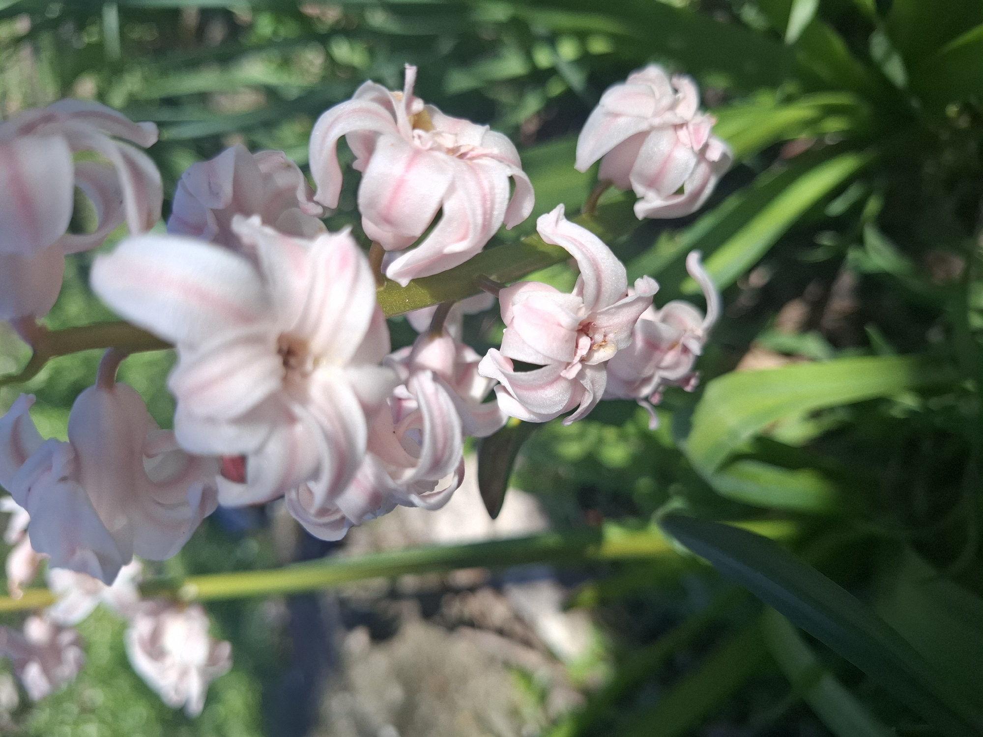 The image shows a cluster of pink and white hyacinth flowers in a garden setting. The flowers are in various stages of bloom. The background includes blurred green foliage and hints of soil or mulch. The location is unidentified within the city of Gramada, Bulgaria. No people, actions, or interactions are visible in the image. The essential details include the hyacinth flowers, foliage, and garden environment.