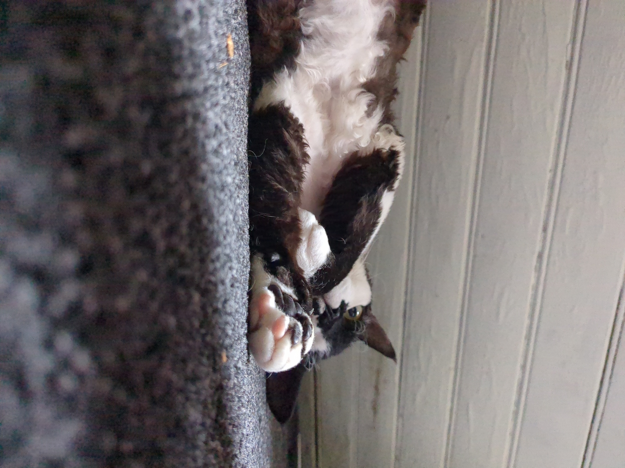 The image shows a black and white cat with curly fur lying on its back on a dark carpeted surface. The cat is looking towards the viewer with its paws covering its face. In the background, there is a light-colored wooden wall with horizontal planks. The scene appears to be indoors. There is no indication of the city of Nordhausen, Germany.