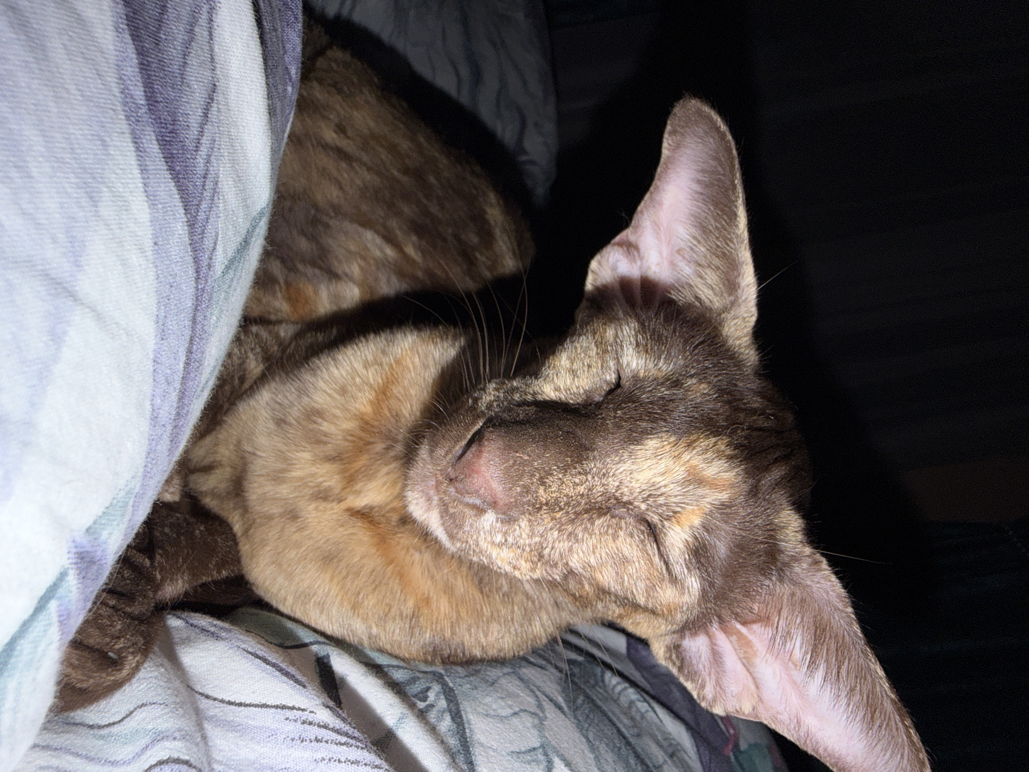 A tortoiseshell cat is nestled on a bed partially covered by a white and gray patterned blanket. The cat is curled up and sleeping, with its head resting on its paws. The background behind the cat is dark. The location, Chaikovsky, Russia, is not determinable from this image.