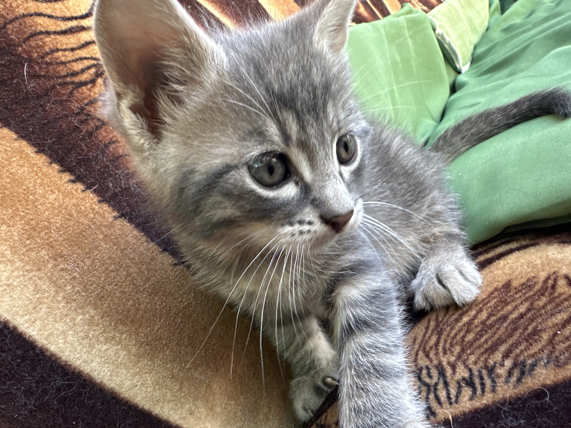 A grey tabby kitten is lying on a brown and orange striped blanket. The kitten's eyes are open and looking to the right. Its ears are perked up and its whiskers are long and white. A green pillow is visible behind the kitten. The background is blurred, but appears to be indoors. The image is taken from a high angle, looking down at the kitten.