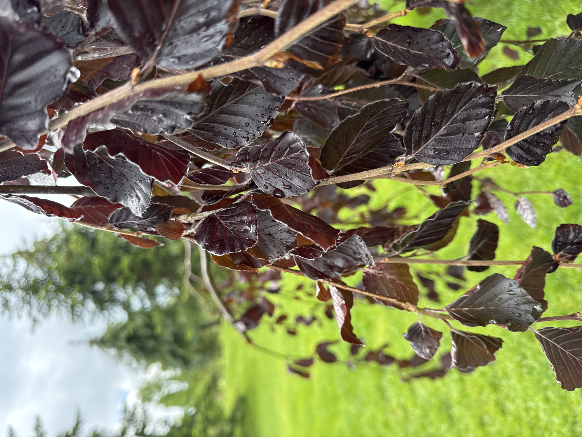 The image shows the branch of a copper beech tree with dark purple-red leaves covered in water droplets. The background is blurred, suggesting a lawn and greenery. The location is likely a park or garden, but there is no information to confirm it is in Krasnodar, Russia.