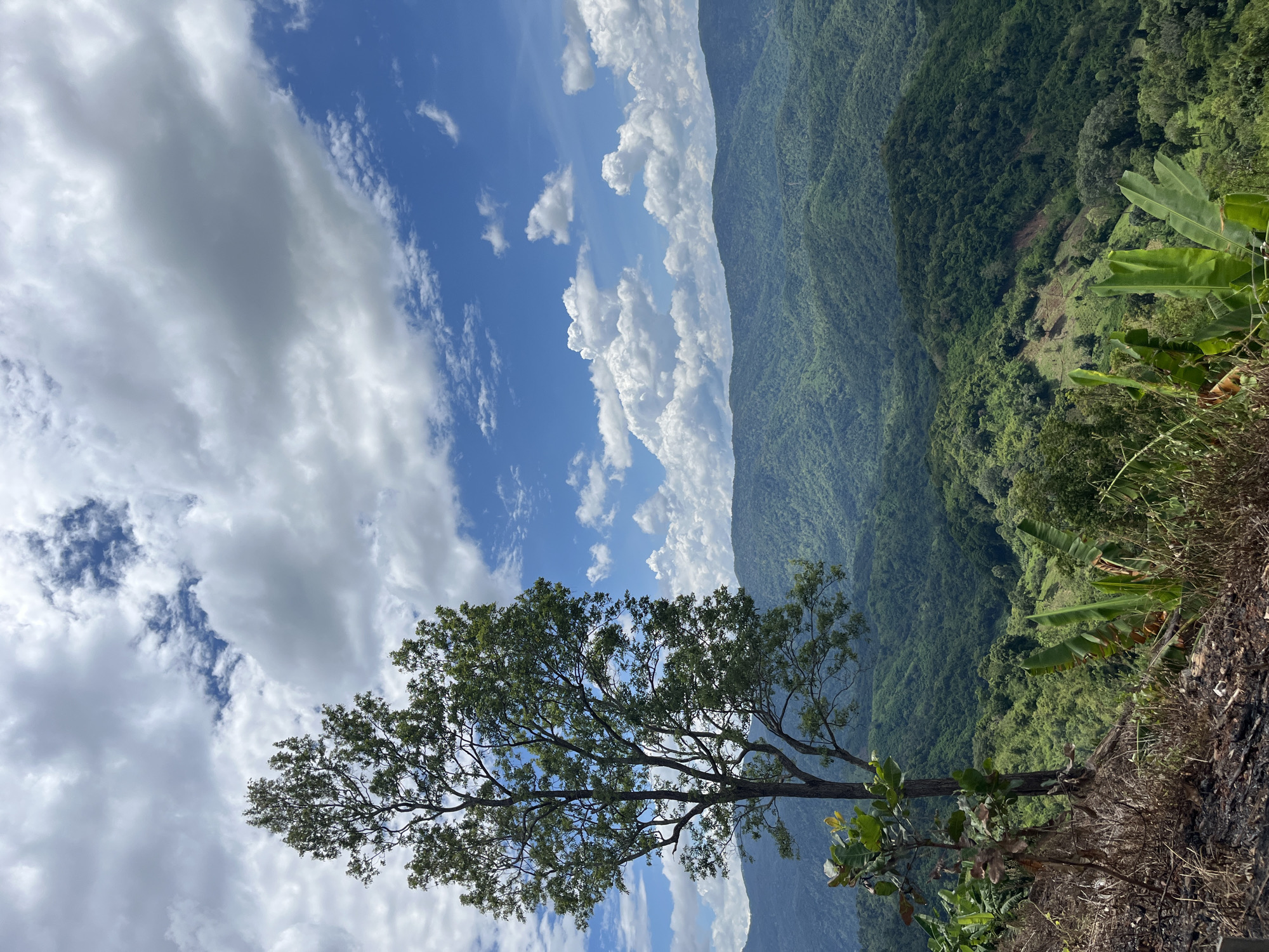 A lone tree stands prominently in the foreground on a hillside overlooking a vast expanse of lush, green mountains stretching into the distance. The sky above is a vibrant blue, dotted with fluffy white clouds that cast soft shadows across the landscape. The foreground features dry brush and some banana plants, suggesting a rural or wild setting. The overall impression is one of natural beauty and tranquility, with the majestic mountains and dynamic sky creating a sense of awe. The specific location in Son Dien, Vietnam, implies a Southeast Asian geographical context.