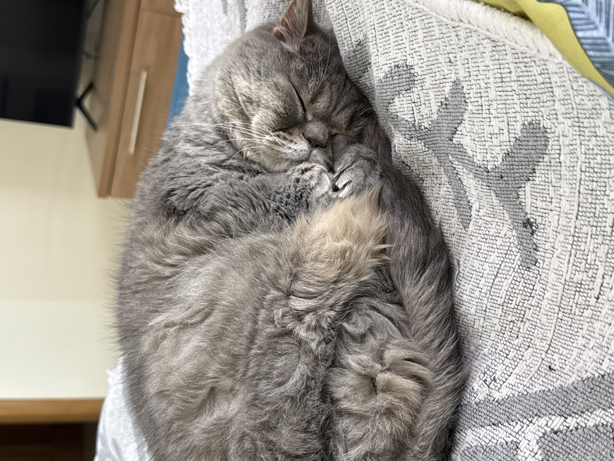 A gray cat is curled up and asleep on a patterned blanket. The cat's face is pressed against its paws, and its tail is curled around its body. The blanket has a geometric pattern in shades of gray and white. A cabinet and a television are visible in the background. The image was taken indoors. The location is Zanevka, Russia.
