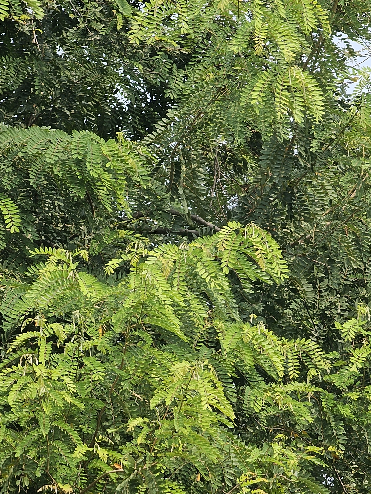 The image is a close-up view of a lush green tree with compound leaves, set against a bright sky. The leaves are dense and exhibit varying shades of green, with some lighter, yellowish-green foliage interspersed among the darker green. The branches of the tree are visible in places, supporting the leaves. The overall impression is one of abundant foliage and natural growth. The scene is not specific to any particular location within Talwara, India, but rather depicts a common natural element found in the region. There are no people, specific objects, actions, or interactions depicted in the image.