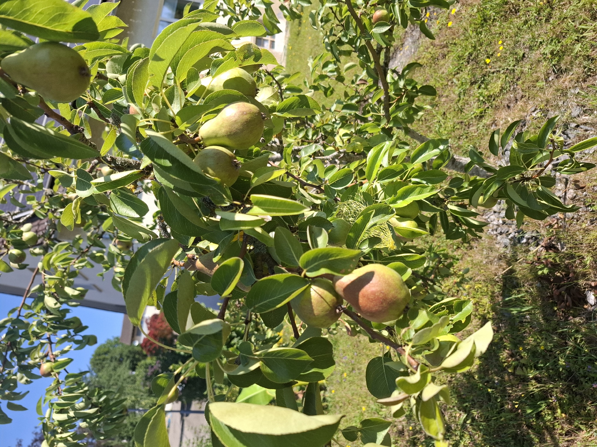 A close-up, eye-level shot captures a pear tree branch laden with ripening pears and lush green leaves, set against a backdrop of a suburban area in Klettgau, Germany. The sun casts bright highlights on the foliage and fruits, indicating a clear, sunny day. The pears vary in color, from pale green to reddish-brown, with some showing slight blemishes. Scattered yellow wildflowers dot the grassy ground beneath the tree, and a portion of a building with a light-colored facade is visible in the upper right background. The overall impression is one of a peaceful, late summer scene in a residential setting.