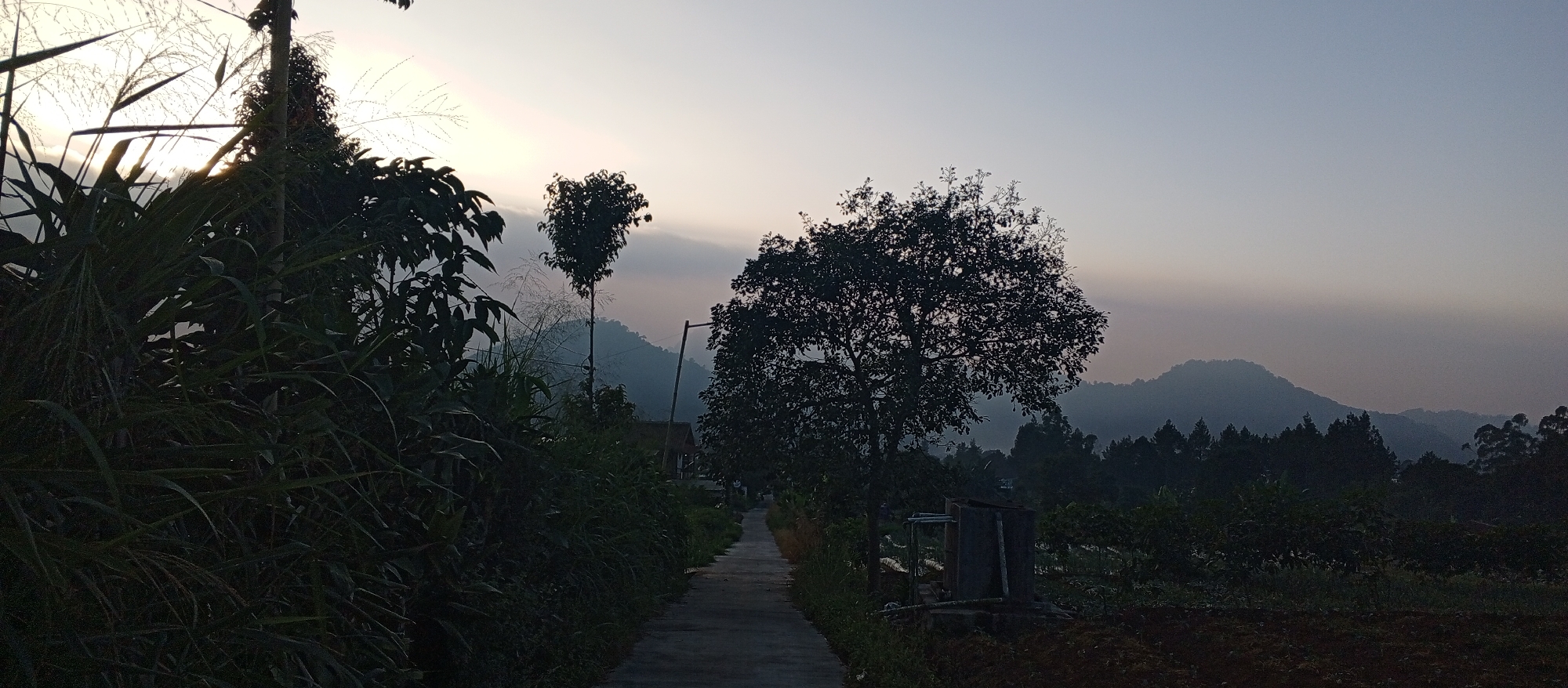 This is a landscape photograph taken at dawn in Ruwan Eliya, Sri Lanka. A paved pathway leads into the distance, flanked by lush green vegetation and trees. In the foreground, tall grasses and broad-leafed plants obscure the left side of the frame. A large, silhouetted tree stands prominently on the right, with a smaller, heart-shaped tree visible behind it. Beyond the trees, rolling hills shrouded in mist are visible under a pale, gradient sky, suggesting early morning light. The overall atmosphere is serene and natural, with the muted colors indicating the transition from night to day.