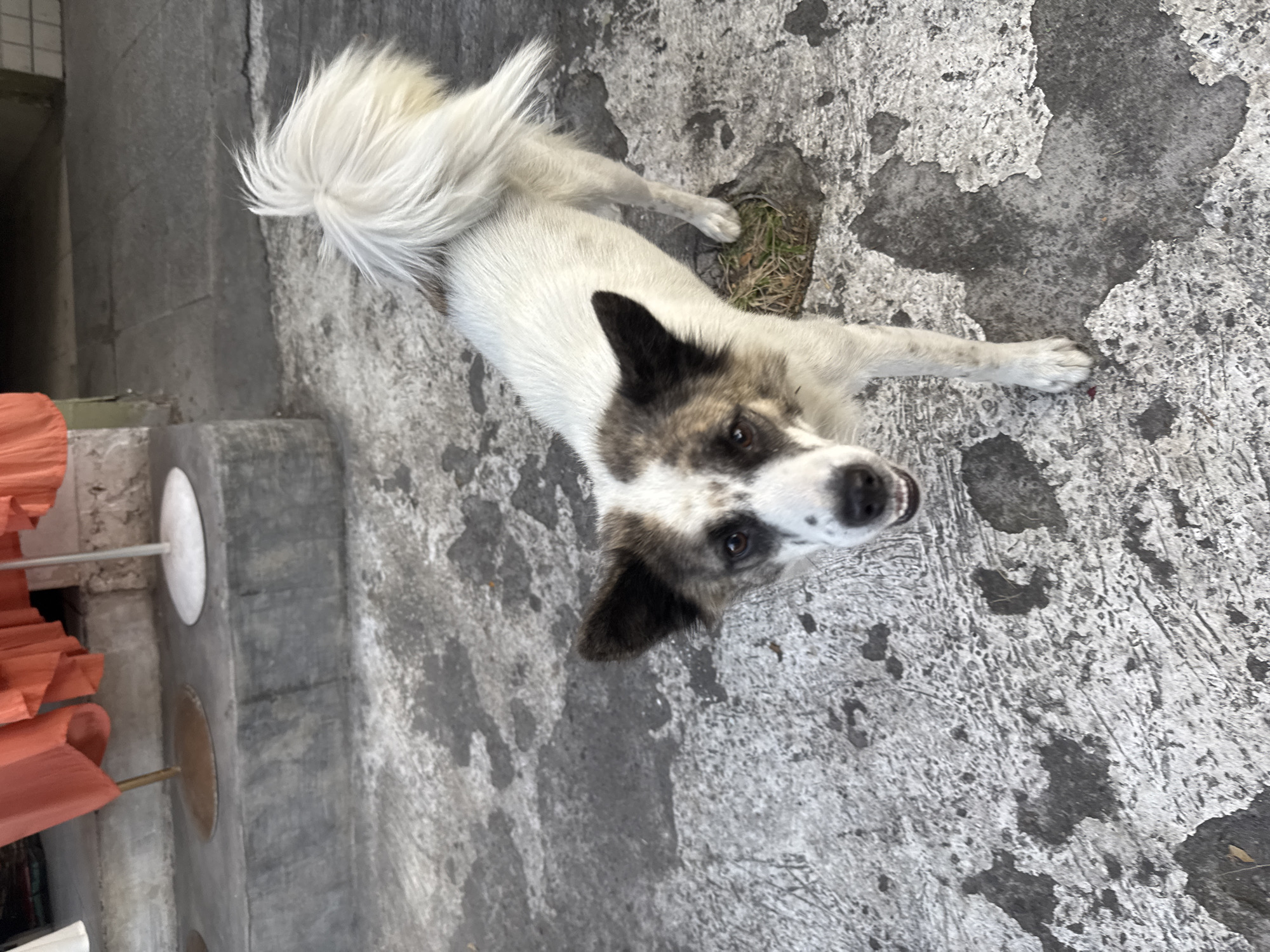 A medium-sized, mixed-breed dog with white and brown fur is standing on a cracked concrete ground. The dog has pointy ears and a bushy tail held high. Its mouth is slightly open, showing its teeth. The background shows a building with steps and some orange fabric hanging. The scene appears to be outdoors in a city setting, possibly Kuta, Indonesia.