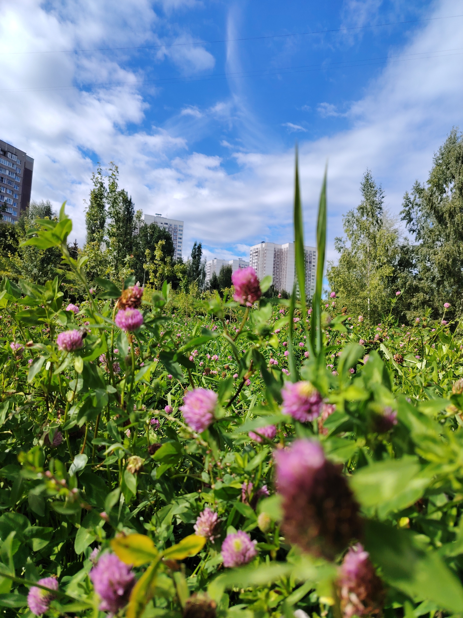 The image depicts a low-angle view of a field of clover with purple flowers in the foreground, set against a backdrop of trees and apartment buildings under a blue sky with scattered clouds. The buildings appear to be residential, characterized by their height and multiple windows. The vegetation is lush and green, with the clover flowers providing a splash of color. The scene suggests an urban environment, possibly a park or undeveloped area within a city, such as Zelenograd, Russia, given the architectural style of the buildings and the prevalence of trees. There are no people or animals visible in the frame. The focus is primarily on the natural elements in the foreground, with the urban landscape serving as a distant context. The lighting suggests it is daytime, with bright sunlight illuminating the scene.