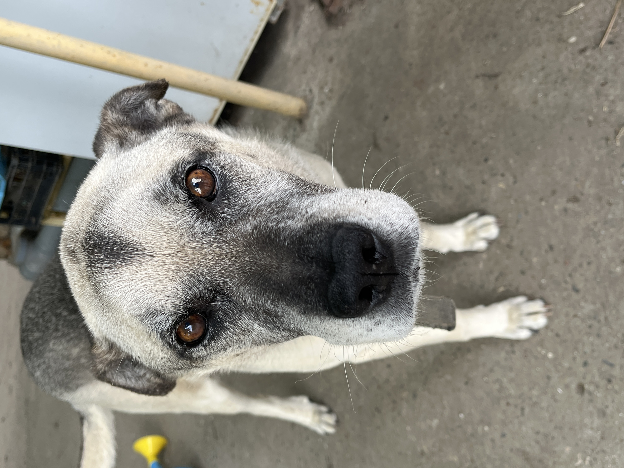 A medium-sized dog with gray and white fur is standing on a concrete surface. The dog is looking directly at the camera with large, brown eyes. Its nose is black, and it has white whiskers. The background is blurred, but it appears to be an outdoor setting with some structures and a wooden pole. There is a yellow and blue toy in the upper left corner of the image. The image was taken in the city of Krasnyye Barrikady, Russia.
