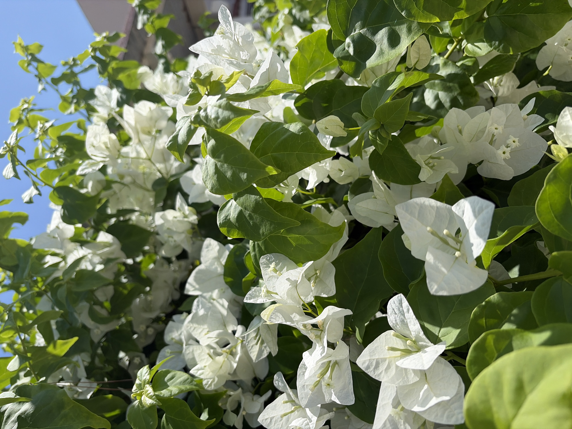 A close-up, eye-level, outdoor, vertical shot captures a dense cluster of white bougainvillea flowers and vibrant green leaves, bathed in bright sunlight. The bougainvillea appears to be growing on a wall or trellis, with a blurred building and a clear blue sky visible in the background. The image is undated and unlocated.
