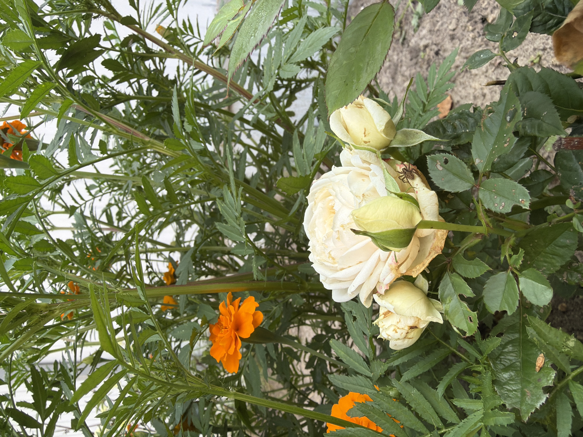 This is a close-up, eye-level, outdoor shot of a garden. The focal point is a cluster of pale yellow roses in various stages of bloom. The largest rose is fully open, with delicate, layered petals. Surrounding it are several buds, some tightly furled and green, others beginning to unfurl. A small spider is visible on one of the rose petals. In the background, bright orange marigolds are interspersed with lush green foliage. The ground appears to be a mix of soil and small stones. The lighting suggests an overcast day. The scene depicts a natural, garden setting within the city of Imeni Vorovskogo, Russia.