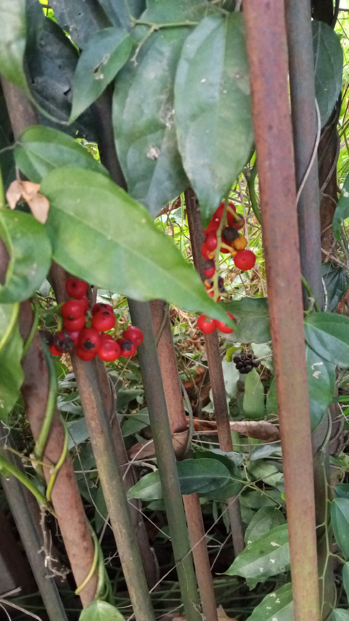 The image shows clusters of red berries on a plant with large green leaves, growing among several thick, brown, bamboo-like stalks. Some of the berries are ripe red, while others are a darker color, and a few are a yellowish hue. The stalks are vertical and appear to be supporting the plant. The background is filled with more green foliage and some dry, brown leaves. The scene is outdoors, with natural lighting. The image does not contain any identifiable landmarks or elements that would indicate its specific location within the city of Cotjrat, Indonesia.