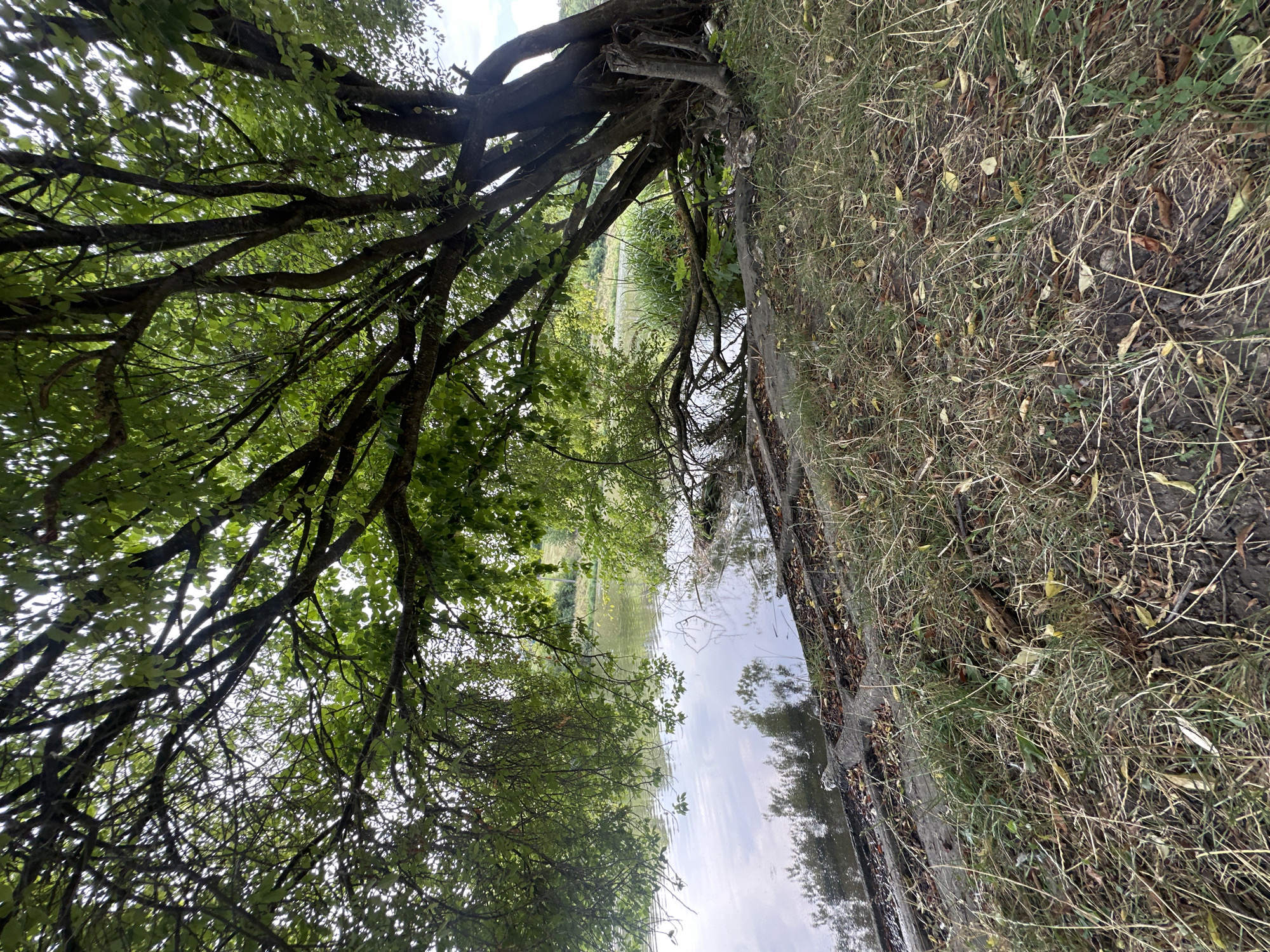 An overhanging tree with dense green foliage dominates the foreground, its branches reaching towards the right of the frame and extending over a body of water. The tree's trunk is thick and gnarled, with exposed roots visible near the water's edge. The water itself appears calm, reflecting the sky and the surrounding greenery. The bank of the water is covered in dry grass, fallen leaves, and some visible debris. In the background, beyond the water, there is a gentle slope covered in more vegetation and some trees, suggesting a rural or park-like setting. The sky is overcast, with visible clouds. The scene is located near the Dnipro River in the city of Makiv, Ukraine. No people are present in the image.