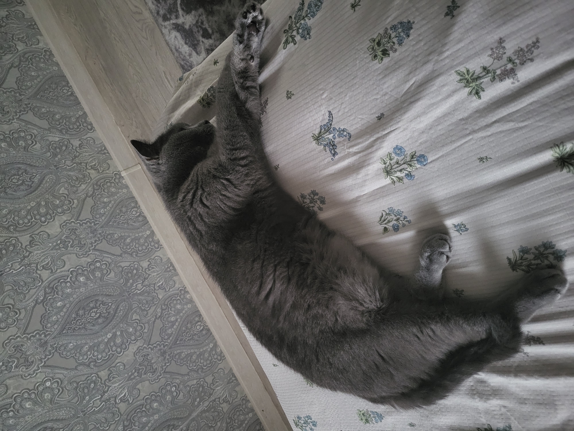 A grey cat is sleeping on a bed with a floral patterned duvet cover. The cat is lying on its side with its paws extended. The background consists of a wall with paisley wallpaper. The lighting is soft and natural. The scene appears to be indoors in a domestic setting.