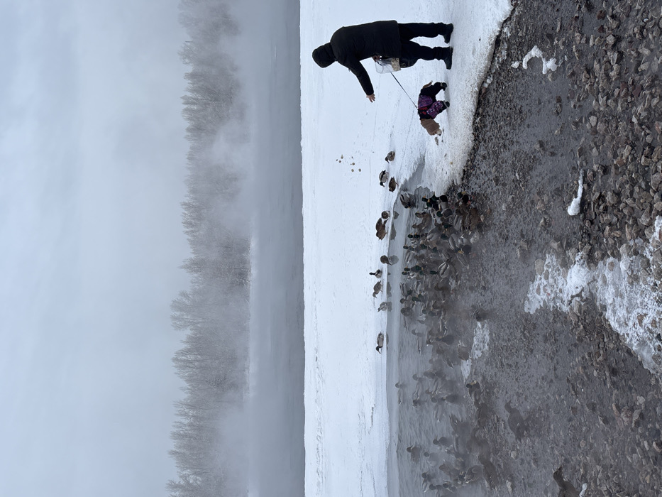 The image depicts a winter scene on the Yenisei River in Krasnoyarsk, Russia. The foreground features a rocky, dark shoreline covered in patches of snow and slush, leading into an open section of dark grey water. This open water area is teeming with approximately 50-70 mallard ducks, which are actively swimming and feeding. The water surface emits dense steam or fog, extending across the river. Beyond the open water, a flat expanse of snow and ice covers the majority of the river's width. A distant treeline, appearing snow-dusted and bare, is partially obscured by the atmospheric steam along the far bank. The sky above is uniformly overcast and light grey.
On the right side of the foreground, a person, viewed from behind, stands on the snow-covered bank. They are wearing a dark, hooded winter coat, dark pants, and dark boots. Their right arm is extended forward, appearing to toss small particles into the water towards the ducks. A transparent container or bag is visible attached to their left side. A small, light brown dog, wearing a multicolored (purple, brown, cream) winter jacket and possibly boots, stands on the snow next to the person, attached by a dark leash held in the person's left hand. The dog faces the water and ducks. Small scattered elements, consistent with food items, are visible on the snow near the water's edge.