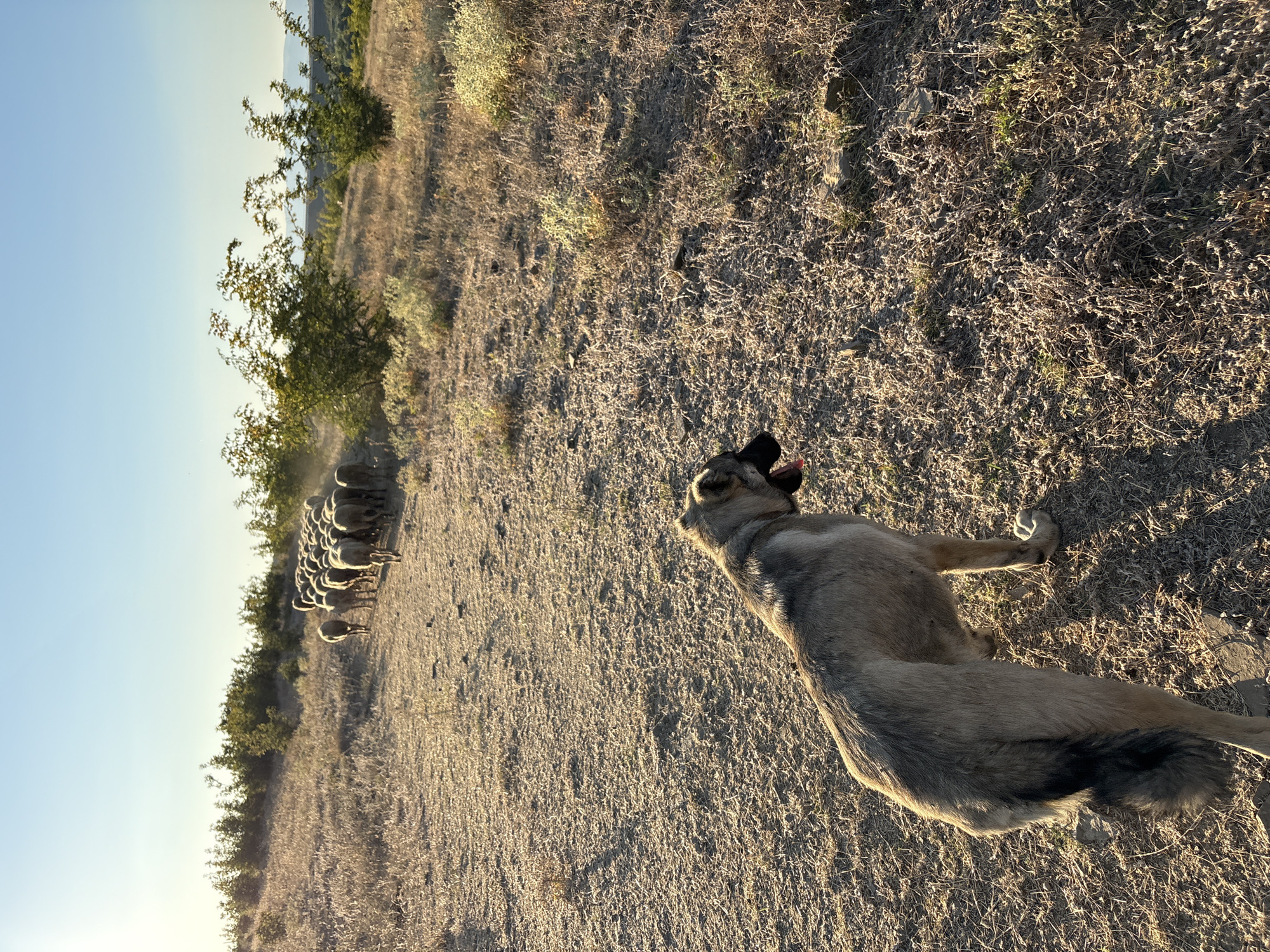 The image depicts a canine herding a flock of sheep in a dry, grassy landscape. The dog, a light-colored breed with a fluffy tail, stands in the foreground, facing away from the viewer. Its mouth is open, and its tongue is visible, suggesting it is panting. In the background, a group of sheep walks away from the camera, moving up a gentle incline. The environment appears arid, with sparse vegetation, dry grasses, and a few scattered bushes. The sky is clear and blue, with the sun casting long shadows, indicating it is either early morning or late afternoon. The terrain is uneven and dusty. The scene suggests a rural setting, possibly a pasture or undeveloped land. While the image is undated, the overall impression is one of a traditional agricultural activity in a natural environment. The location is identified as Tankovo, Bulgaria.