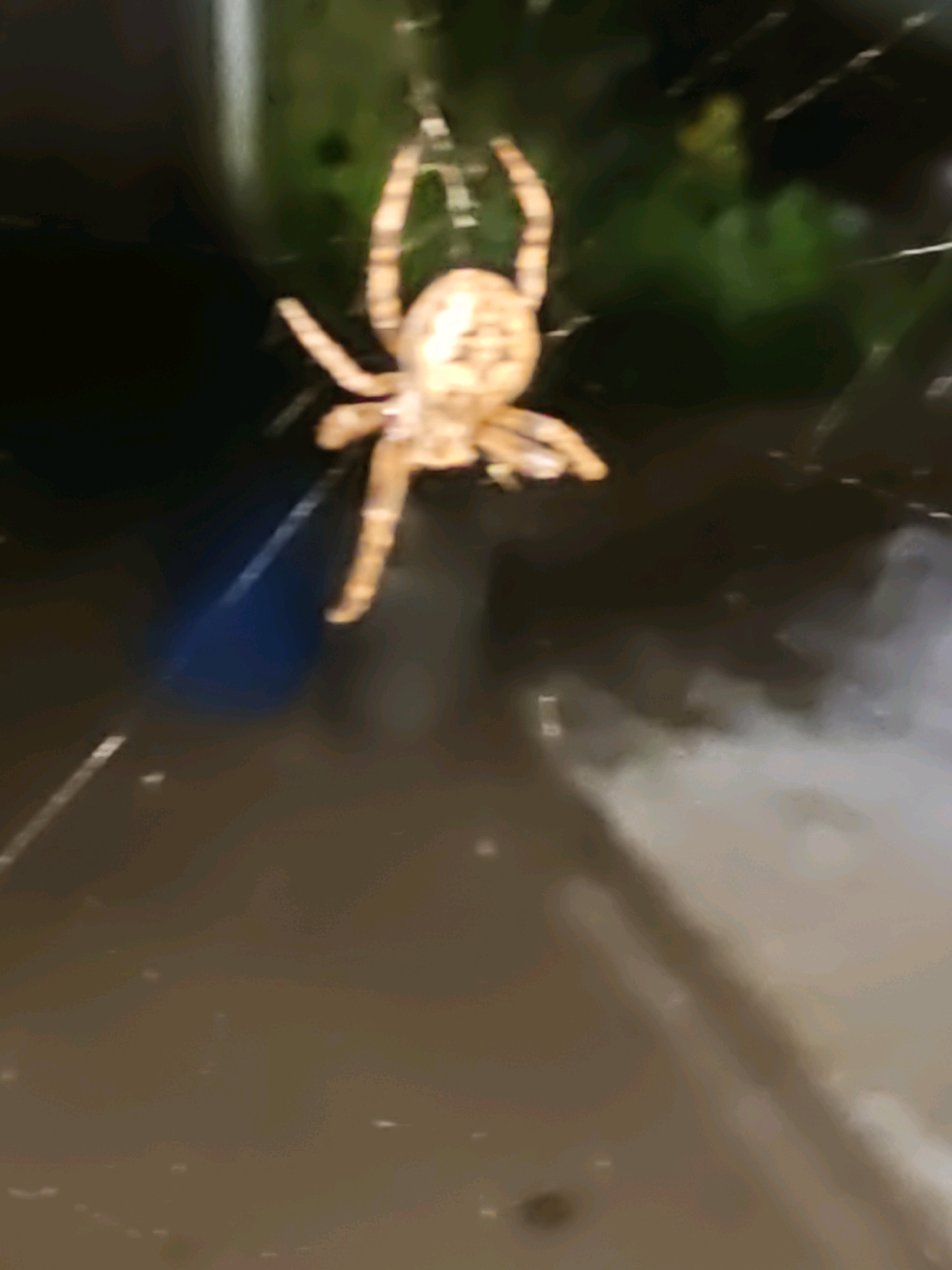An out-of-focus, close-up shot shows a spider hanging from its web, silhouetted against a dark background with hints of green foliage. The spider appears to be light brown with darker stripes on its legs. The image is grainy and lacks specific detail, making it difficult to ascertain the exact environment. No specific location in Rostov-on-Don, Russia can be identified from this image.