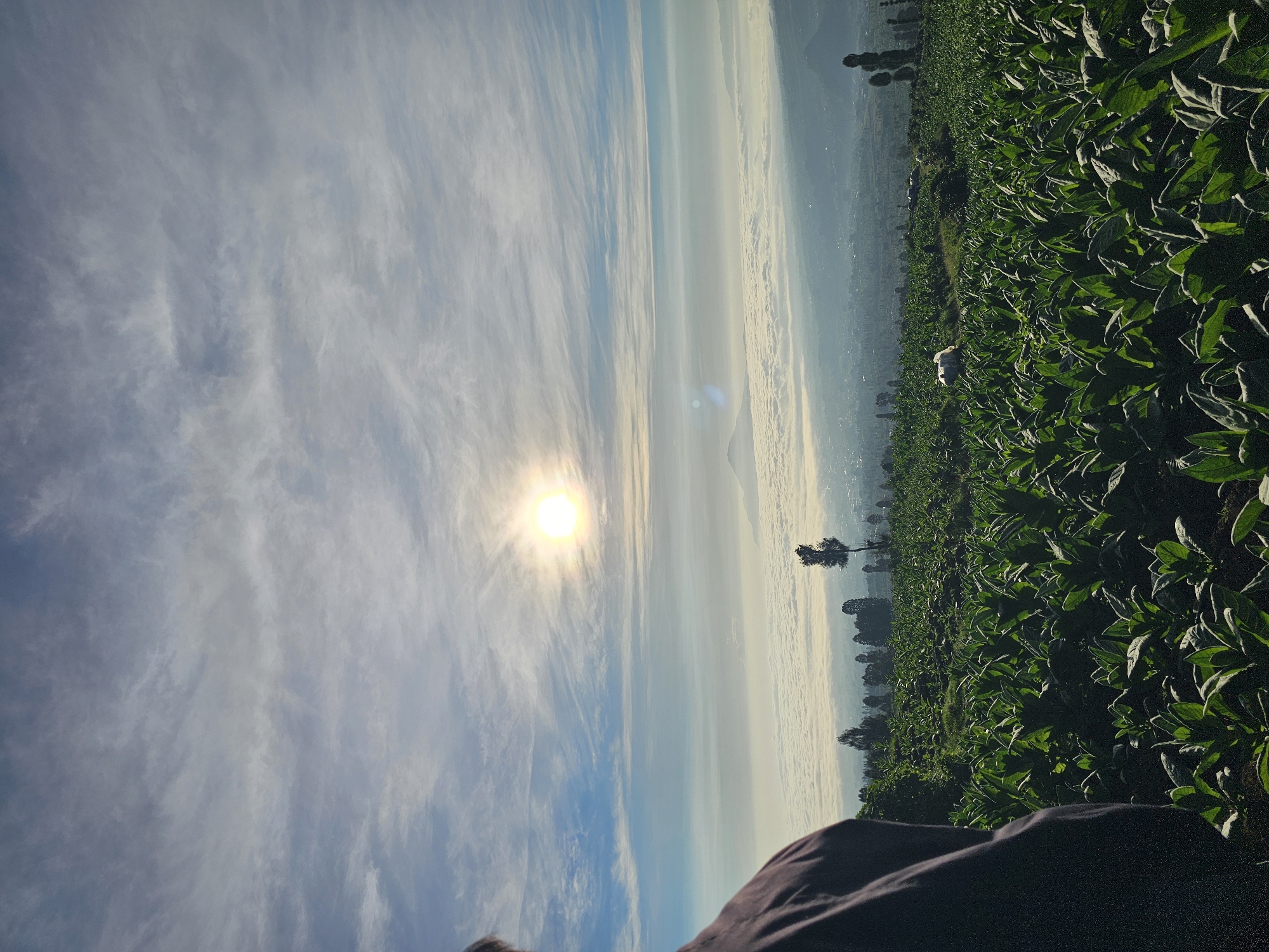The image captures an expansive view from a high vantage point, likely overlooking the city of Tlahab, Indonesia. In the foreground, a person is partially visible from the back, wearing a dark jacket, looking out towards the horizon. The immediate area is dominated by a lush, green field of tobacco plants, their broad leaves catching the morning light. Beyond the field, a thick blanket of clouds stretches across the landscape, obscuring the lower parts of the terrain and giving the impression of a sea of white.
The sun, a bright orb, shines through a partly cloudy sky, casting a warm glow and creating subtle lens flares. In the distance, the silhouettes of mountains and hills are visible through the haze and above the cloud layer, adding depth to the scene. Scattered trees dot the landscape, some appearing as lone sentinels against the sky, while others form a more dense cluster. The overall atmosphere is one of tranquility and natural beauty, characteristic of a sunrise or sunset view from a mountainous region.