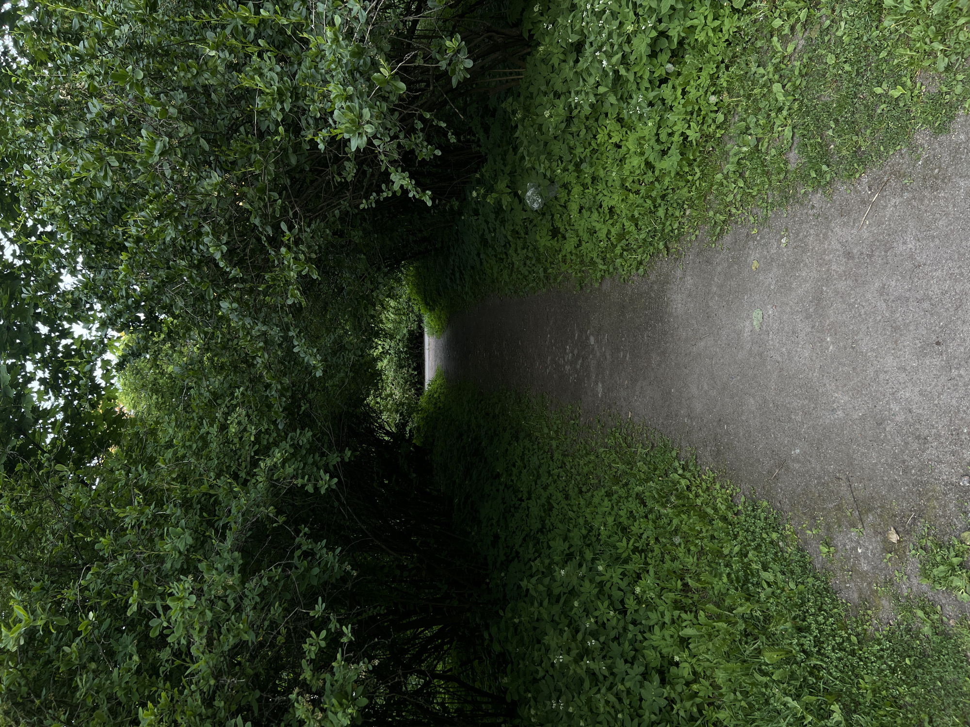 The image displays a shaded, unpaved pathway winding through dense green foliage, creating a tunnel-like effect in an outdoor park setting within Saint Petersburg, Russia. The path, composed of dark grey aggregate, recedes centrally into the distance, appearing damp in sections. Lush green undergrowth, including various groundcover plants and small white flowers, lines both sides of the path. Tall, leafy shrubs and trees with dark green leaves form a thick canopy overhead, casting significant shadows on the path. Brighter daylight is visible at the distant end of the path where the foliage thins. On the left side of the path, approximately midway into the frame, a crumpled, translucent plastic object, likely a discarded bag or wrapper, is partially visible amidst the undergrowth. No individuals or animate subjects are present in the scene.