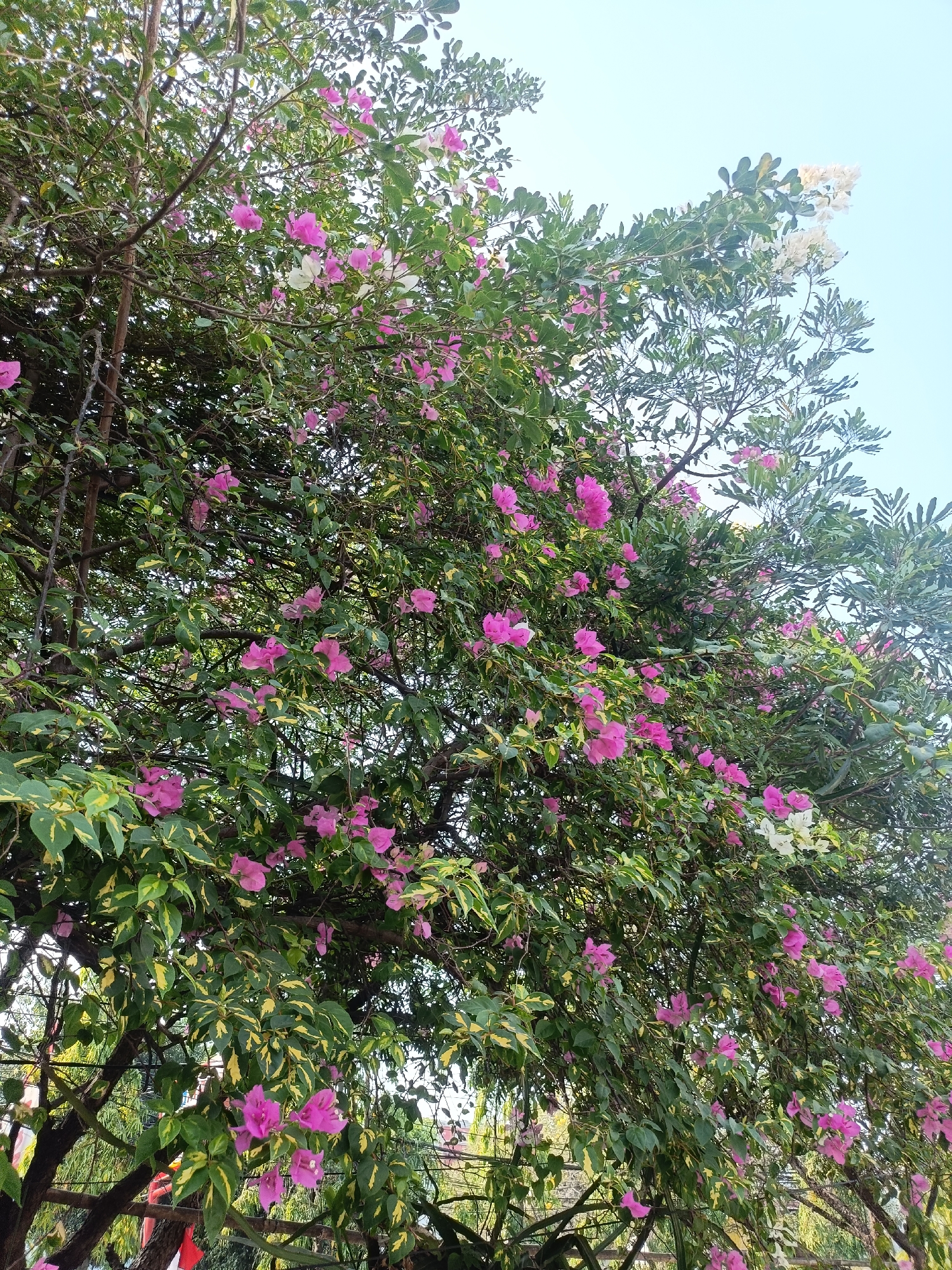 A low-angle outdoor shot captures a dense bougainvillea plant in bloom against a clear, pale blue sky. The plant's branches are laden with numerous vibrant pink bracts, interspersed with a few white ones. The leaves are predominantly dark green, with some exhibiting variegation of yellow. The sunlight illuminates the foliage from behind, creating a slightly backlit effect. In the background, a blurry hint of darker trees and structures suggests an urban or park environment. The image does not contain any discernible people or specific landmarks that would indicate a precise location within Kediri City, Indonesia. The overall impression is of a lush, flowering plant thriving in a natural or semi-natural setting.