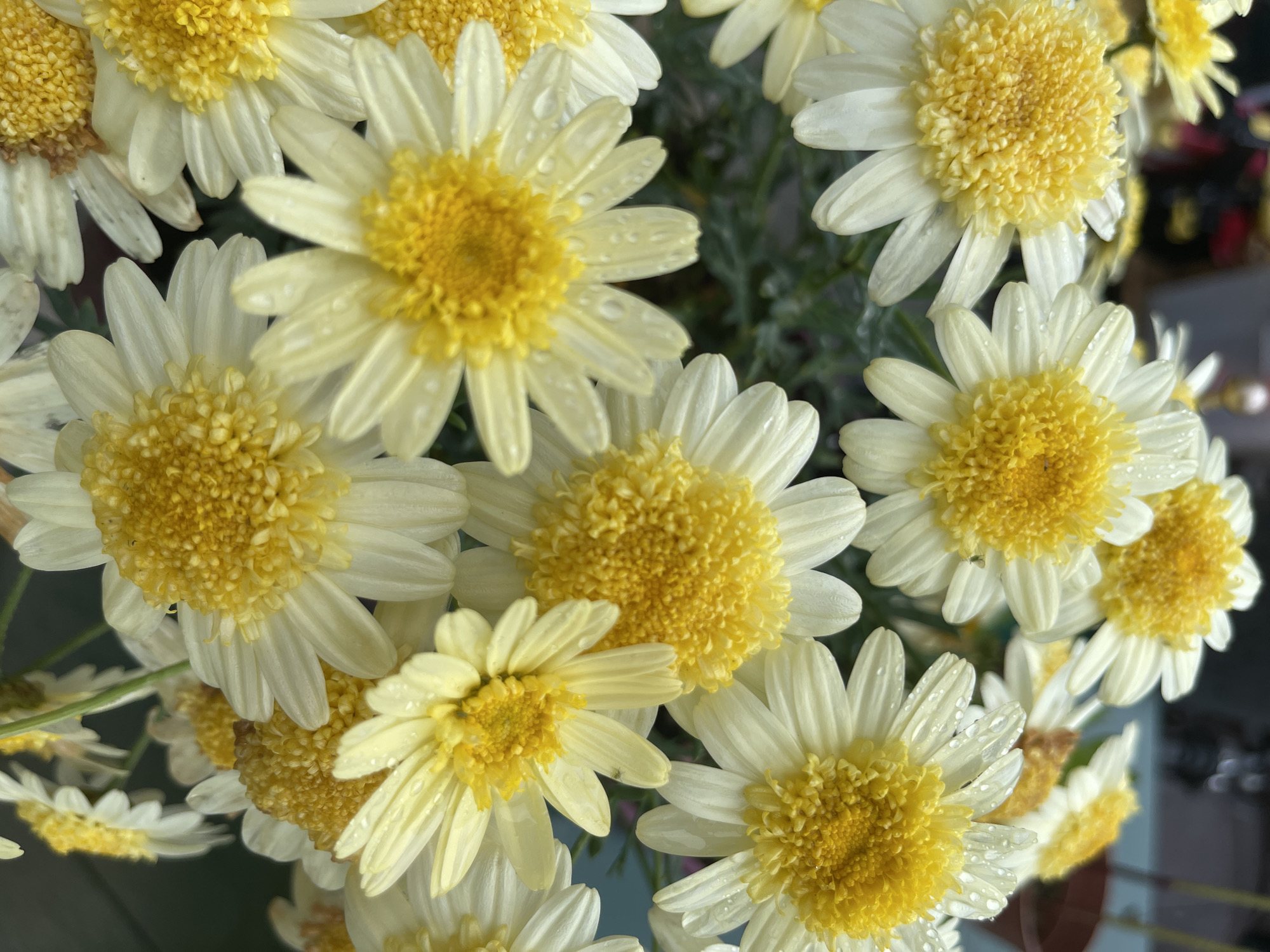 This is a close-up, overhead shot of a cluster of white and yellow daisies. The flowers fill the frame, with their petals slightly curled and many showing small water droplets, suggesting recent rain or dew. The centers of the daisies are a vibrant yellow, with a textured, almost fuzzy appearance. Some of the petals have a subtle yellow tint, particularly towards the center. The background is a soft blur of dark green foliage and hints of a light blue surface, possibly a table or balcony. The lighting appears to be natural, creating soft shadows and highlighting the delicate details of the flowers. There is no visible text in the image. The overall impression is one of fresh, natural beauty, possibly captured in a garden or on a windowsill in Annalong, United Kingdom.