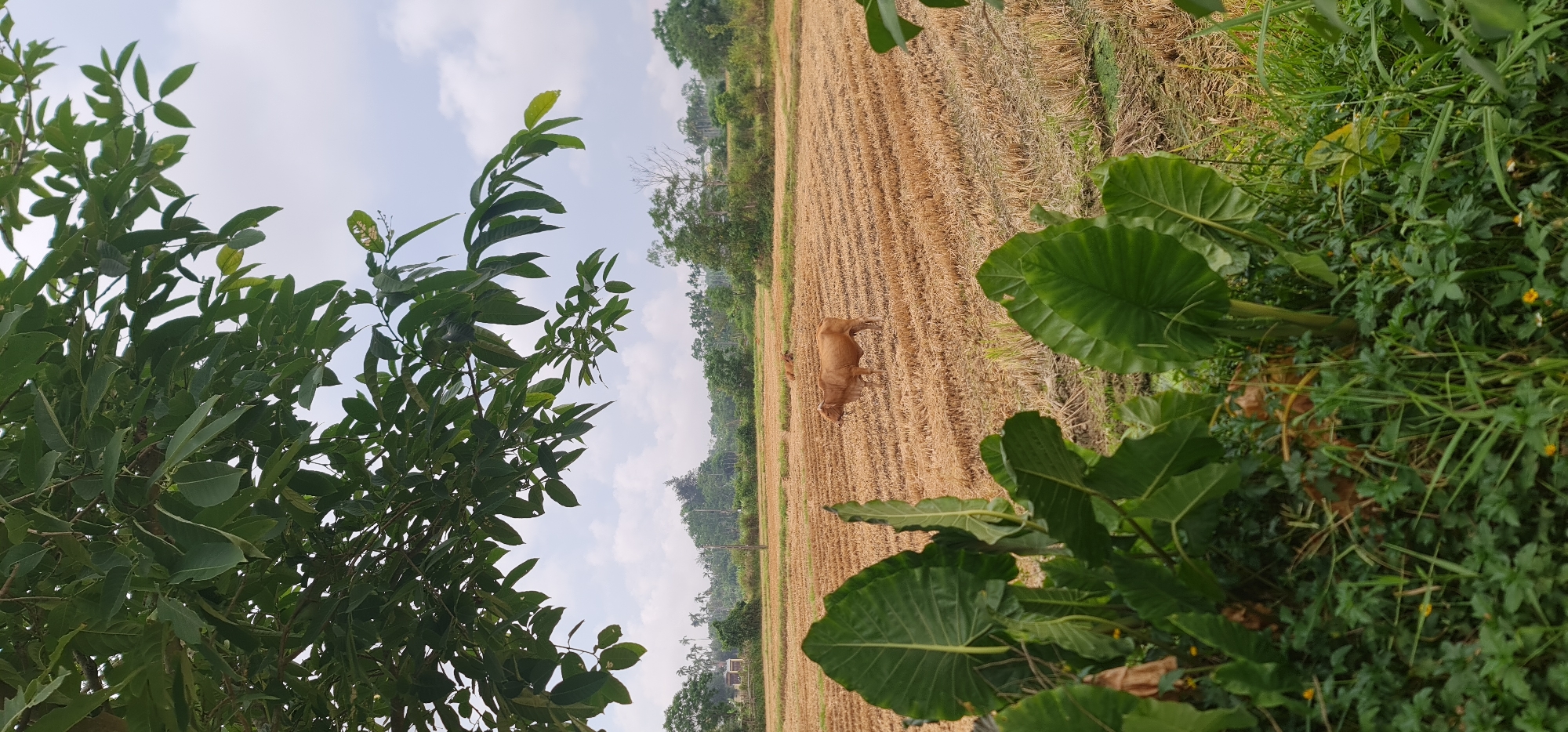 The image shows a harvested rice field in Hội An Ward, Vietnam. The field is mostly brown with stubble remaining after the harvest. A brown cow stands in the field, and another appears smaller and further away. The field is bordered by green vegetation on both sides, including tall, broad-leaved plants on the right and trees on the left. The sky is partly cloudy.
