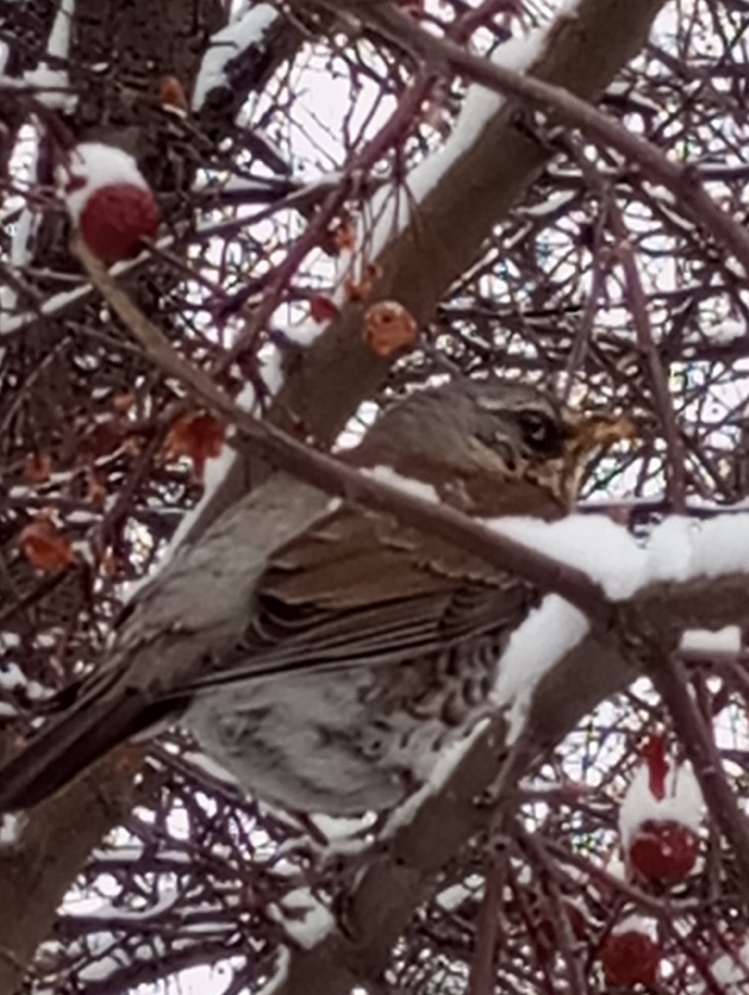 A bird sits perched on a snow-covered branch among red berries, against a backdrop of intertwined branches. The bird has grey and brown plumage. The berries are also partially covered in snow. The scene appears to be set in a snowy outdoor environment. The location of this image is Chaikovsky, Russia.