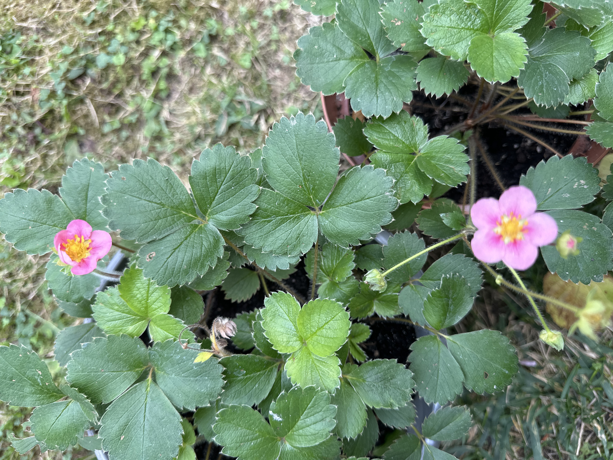 This is a close-up, high-angle shot of several strawberry plants in pots, likely in a garden or balcony setting in Krefeld, Germany. The focus is on the vibrant green leaves, some of which have serrated edges and a slightly fuzzy texture. Two pink strawberry flowers are visible, one in the upper right quadrant and another in the lower center. The flowers have yellow centers and delicate, crinkled petals. The background consists of blurred green grass and brown earth, suggesting an outdoor environment. The lighting is natural, casting subtle shadows on the leaves. There are no people or animals present in the image.