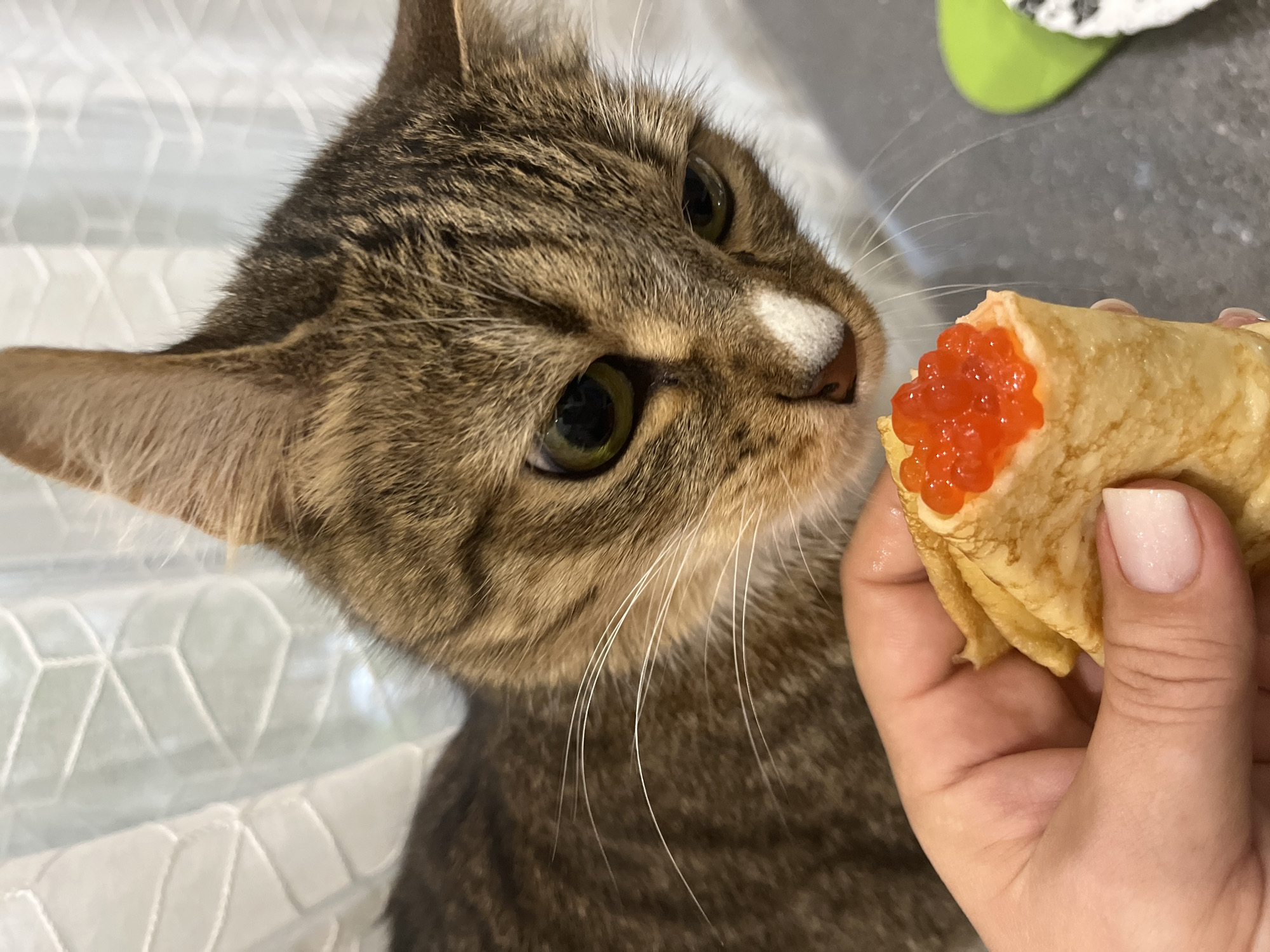 A brown tabby cat with green eyes and a white spot on its nose is closely observing a hand holding a crepe filled with red caviar. The cat is positioned to the left of the crepe. The background appears to be a light-colored surface with a pattern, possibly a bedspread or cushion. The hand holding the crepe is pale and manicured with light pink nails. The photograph was taken indoors. The city of Izhevsk, Russia is not discernible from this image.