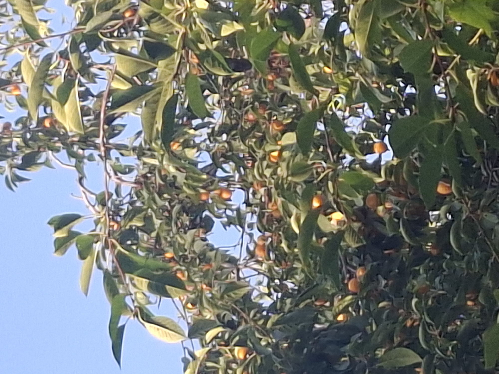 A cluster of persimmons is visible on a tree against a clear blue sky. The fruits are small and round, with an orange hue. The tree has lush green leaves, and some branches are brown and woody. The image is shot from a low angle, looking up into the canopy. The specific location in Almaty, Kazakhstan, is not discernible from the image itself.