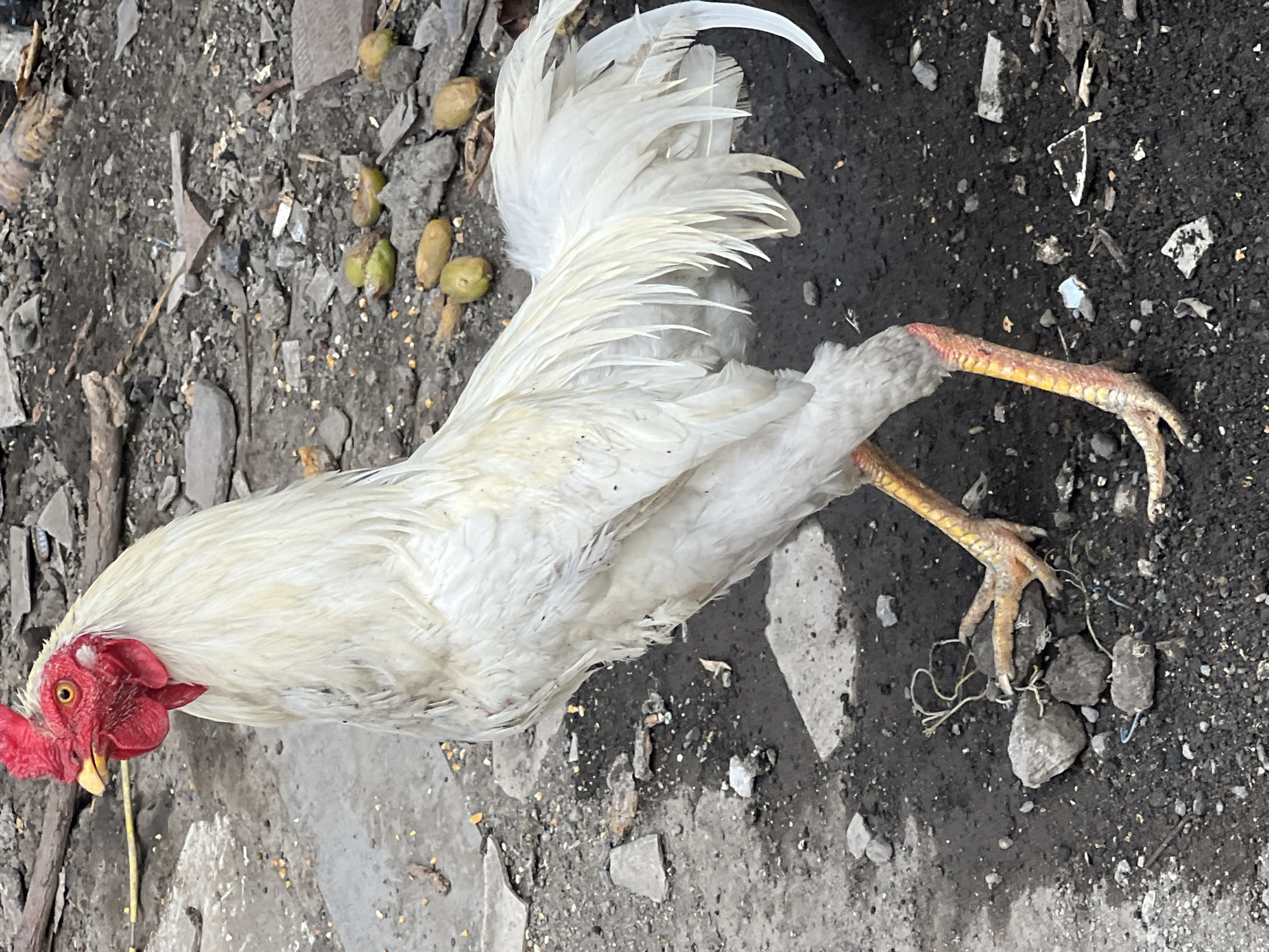 A white rooster stands on a dirt ground littered with debris, including rocks, broken pieces of concrete, and scattered food scraps. The rooster's head is turned to the left, revealing its bright red comb and wattle, and its yellow eye. Its body is predominantly white, with long tail feathers and short, scaly legs that are a yellowish-orange color. The background consists of more scattered debris and some small green fruits on the ground. The scene suggests an outdoor environment, possibly a yard or an open area within a residential or urban setting in Denpasar, Indonesia. There are no people or animals other than the rooster visible in the frame.