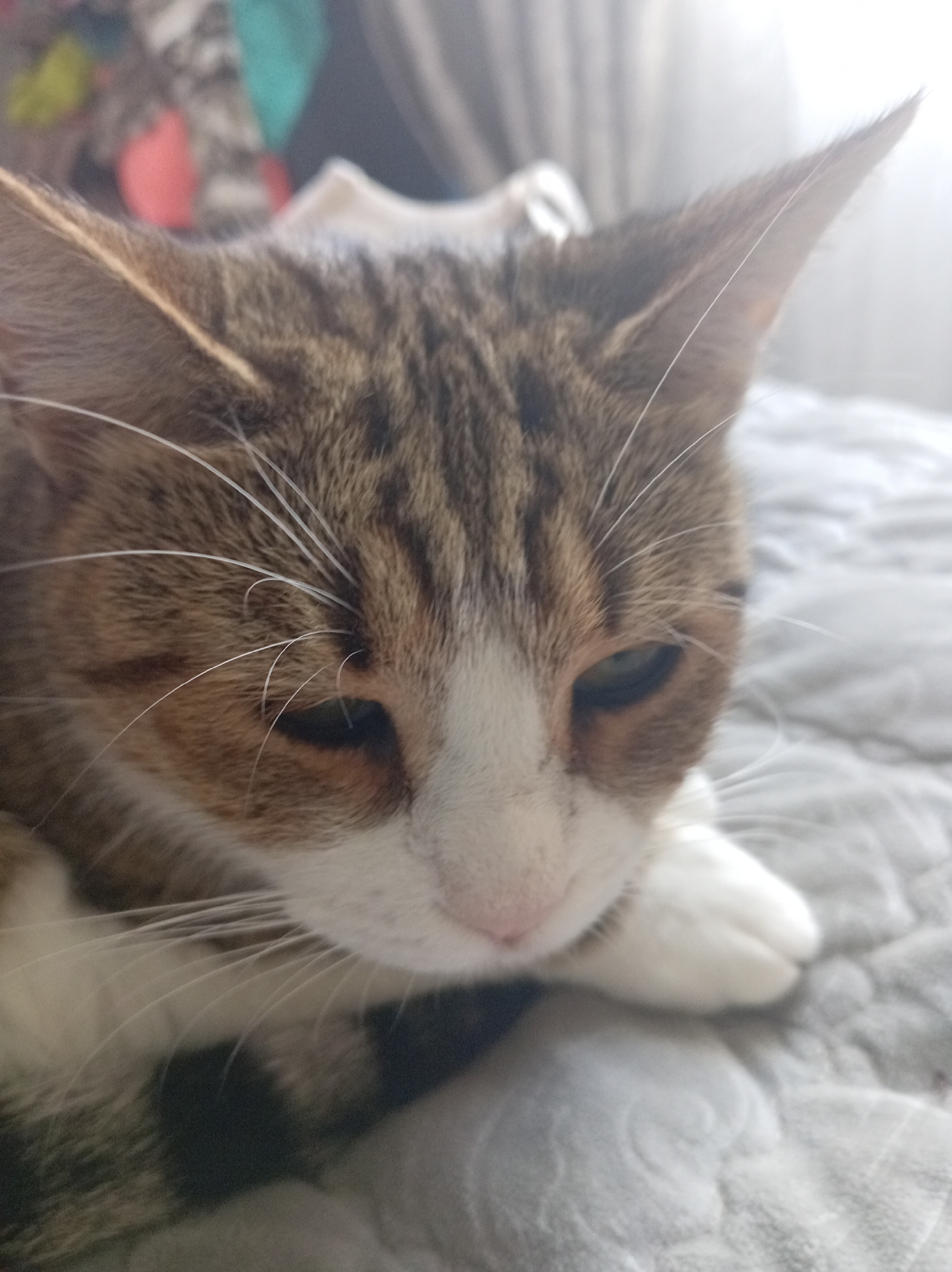 A close-up, eye-level, vertical medium shot captures a domestic cat lying on a textured gray surface, likely a bed or blanket. The cat, predominantly brown with white markings on its face and chest, has its head turned slightly away from the camera, with its eyes partially closed. Its whiskers are prominent and spread out. The background is softly blurred, showing hints of colorful objects and what appears to be a curtain or window with bright light. The setting is indoors. The specific location within the city of Shumilina, Belarus, cannot be determined from the provided image.