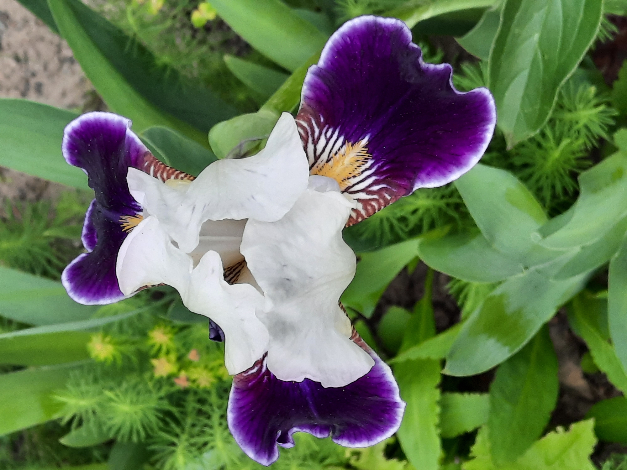 The image displays a vibrant iris flower in a garden setting, captured from an overhead perspective. The flower is the central subject, characterized by its striking two-tone coloration of deep purple and white. The lower petals, or "falls," are a rich, velvety purple with a clean white edge, adorned with intricate brown and white striations that lead to a prominent, fuzzy yellow-orange "beard" at the flower's throat. The upper petals, or "standards," are primarily white.
The iris is surrounded by a diverse array of green foliage, suggesting an outdoor garden or natural environment. Some leaves are broad and dark green, while others are finely textured and a brighter, almost chartreuse green, adding depth and contrast to the background. Small, lighter green or yellowish plant structures are softly visible in the blurred background. The lighting is bright and even, indicating daytime conditions, which highlights the flower's colors and intricate details without casting harsh shadows. No activity or event is taking place beyond the natural existence of the flower. There is no visible text in the image.
