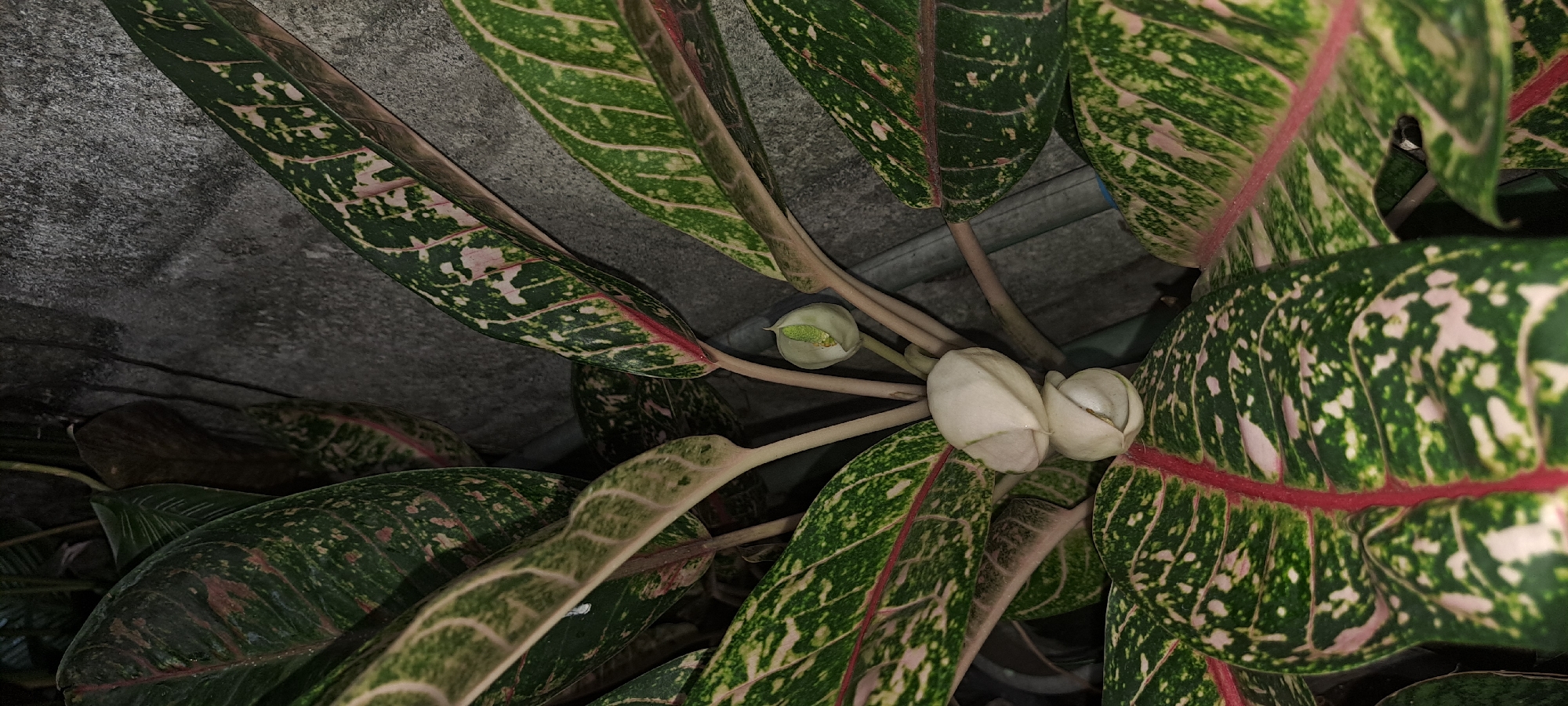 The image shows a close-up of a Chinese evergreen plant with distinct green and pink variegated leaves. Two closed white buds are prominently displayed in the center, with a smaller, partially opened pale green flower above them. The plant's foliage is lush and appears to be growing near a rough, gray concrete wall, possibly a boundary wall or exterior of a building. The lighting suggests it might be dusk or an indoor setting with low light. This plant is commonly found in gardens and as an ornamental houseplant in various urban settings, including Mandaluyong City, Philippines. No people or specific actions are visible in the frame. The scene depicts a still life of the plant against a textured, neutral background.