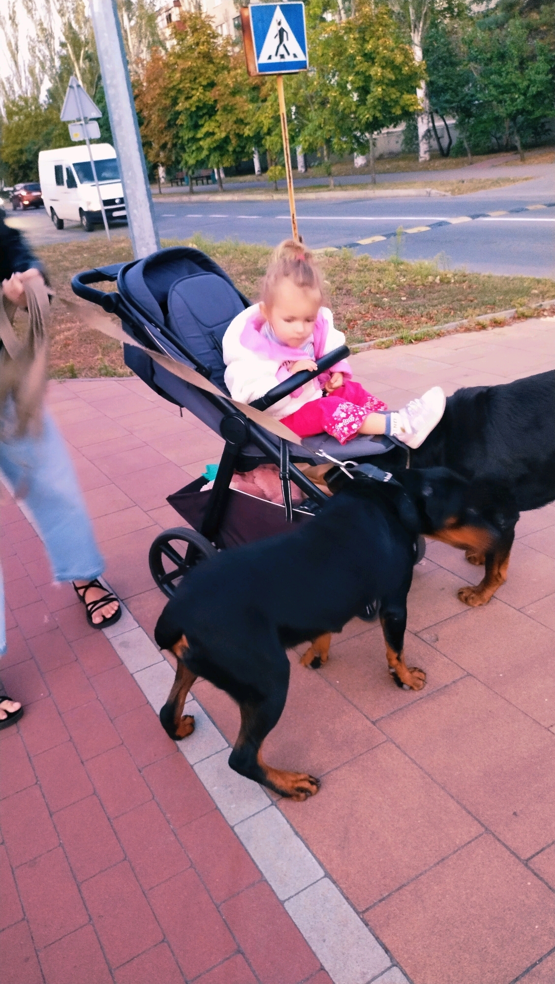 A young child sits in a stroller on a sidewalk. The child is wearing a pink and white jacket and pink pants. Two large black dogs, likely Rottweilers, are interacting with the stroller and the child. One dog is facing away from the camera, while the other is facing towards the stroller, appearing to sniff at it. A person's legs are visible on the left side of the frame, wearing blue jeans and black sandals, suggesting they are walking or standing near the stroller. The background shows a street with traffic, trees with autumn foliage, and a pedestrian crossing sign. The sidewalk is paved with red and grey bricks. The image appears to have been taken in the city of Horishni Plavni, Ukraine, given the context.