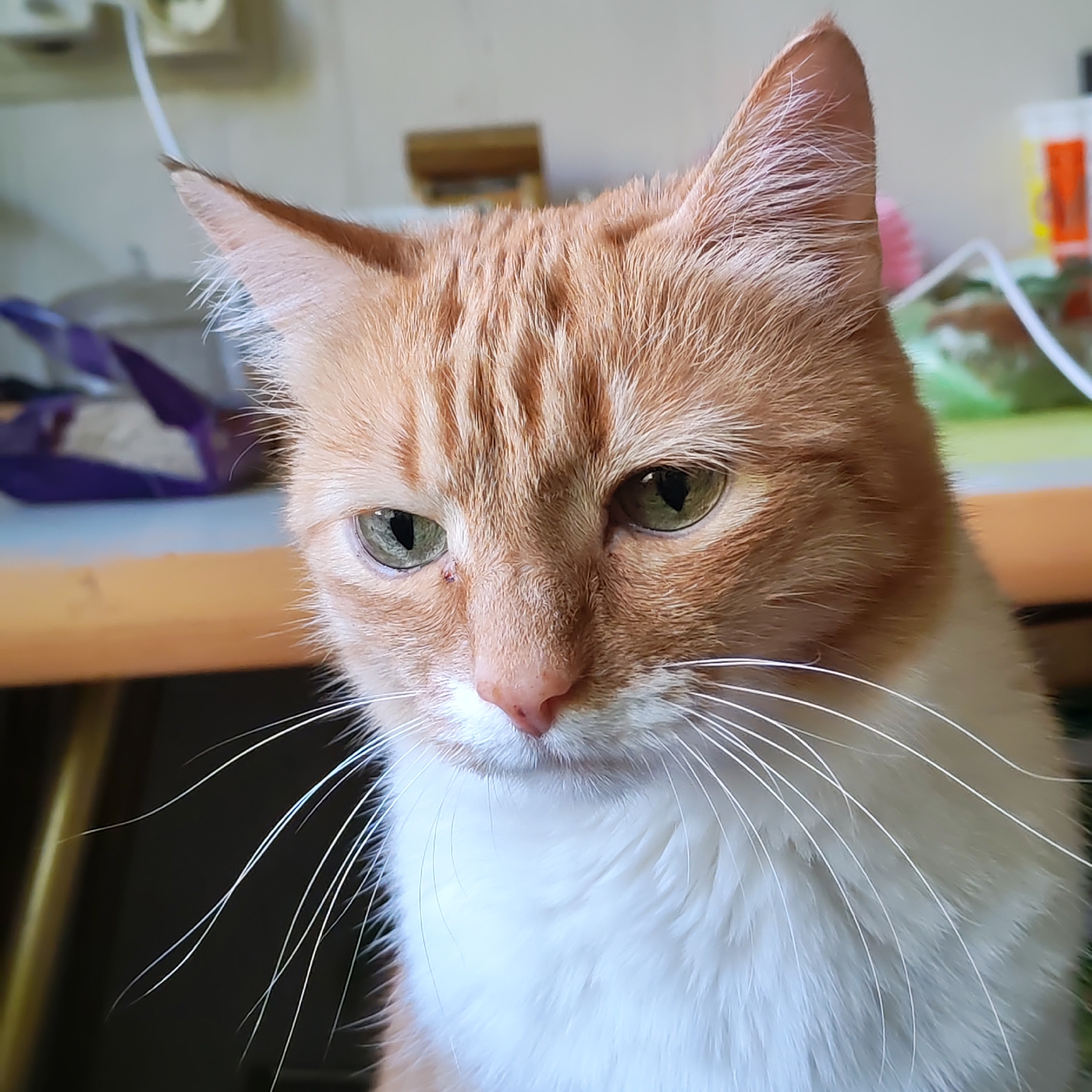 A close-up shot captures an orange tabby cat with green eyes and a pink nose. The cat has white fur on its chest and long white whiskers. The background includes a blurred view of household items such as a container of some sort, a purple bag, and wooden objects. No evidence or clues within the image indicate the location is in the city of Chaikovsky, Russia.